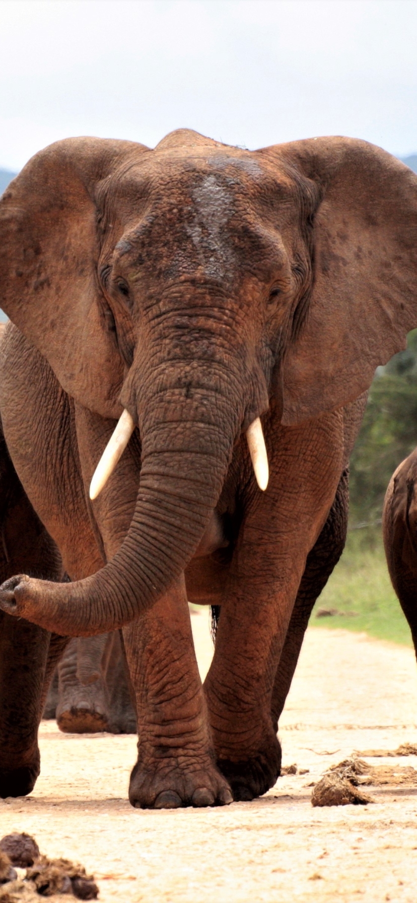 Descarga gratuita de fondo de pantalla para móvil de Animales, Elefantes, Bebe Animal, Elefante Africano De Sabana.