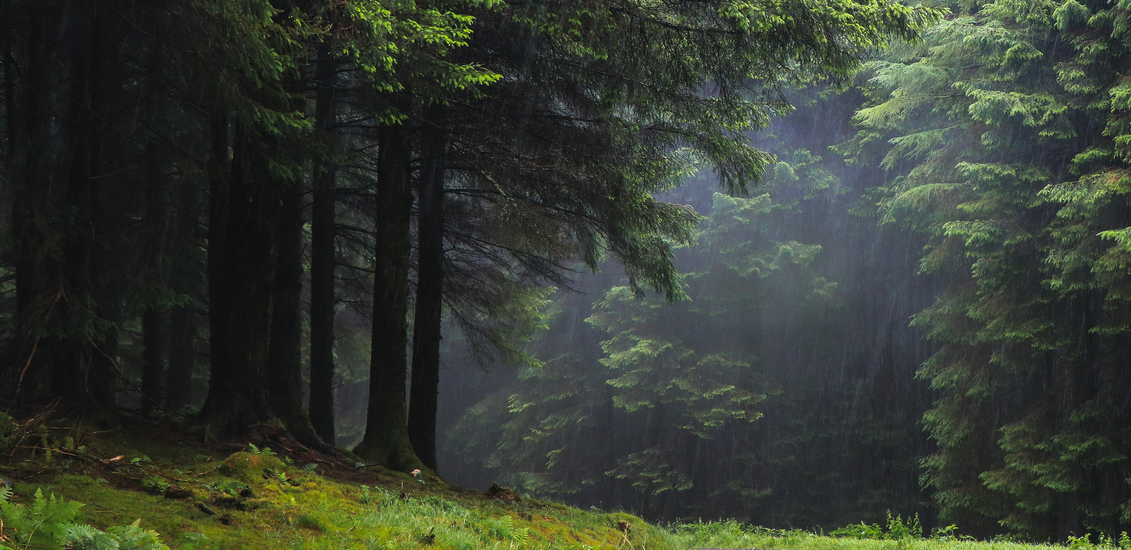 Free download wallpaper Fantasy, Forest, Tree on your PC desktop