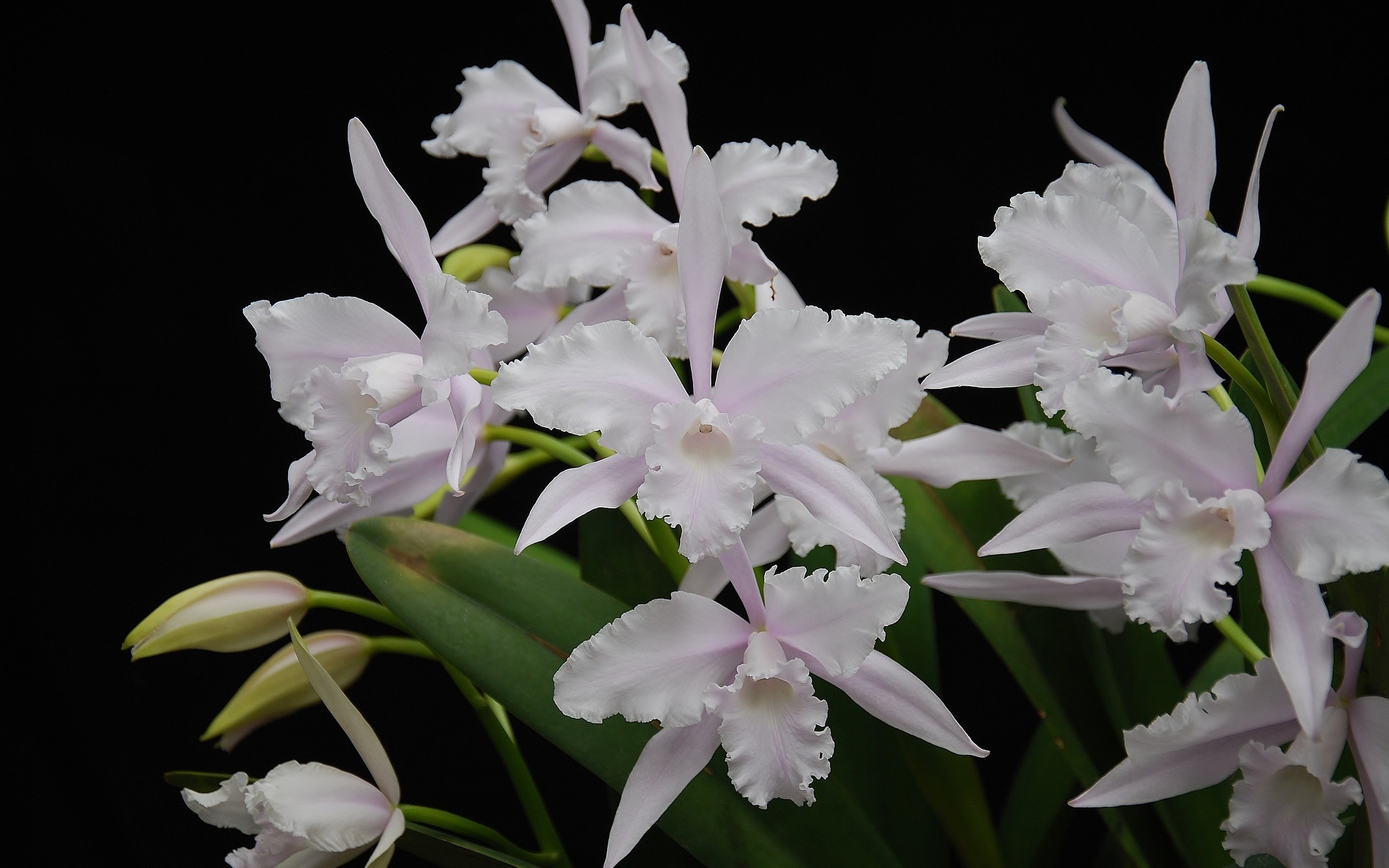 Descarga gratis la imagen Naturaleza, Flores, Flor, Orquídea, Tierra/naturaleza en el escritorio de tu PC