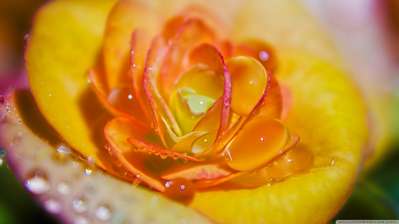 Téléchargez gratuitement l'image Fleurs, Rose, Terre/nature sur le bureau de votre PC