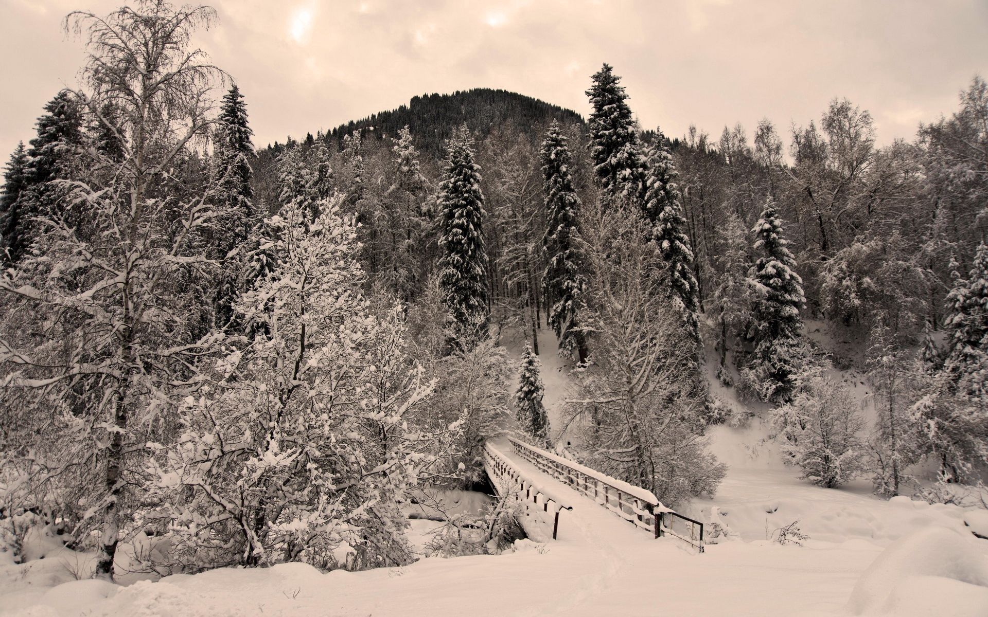 creepy, winter, nature, trees, snow, bridge, frost, hoarfrost, gloomy, severity, heaviness HD wallpaper