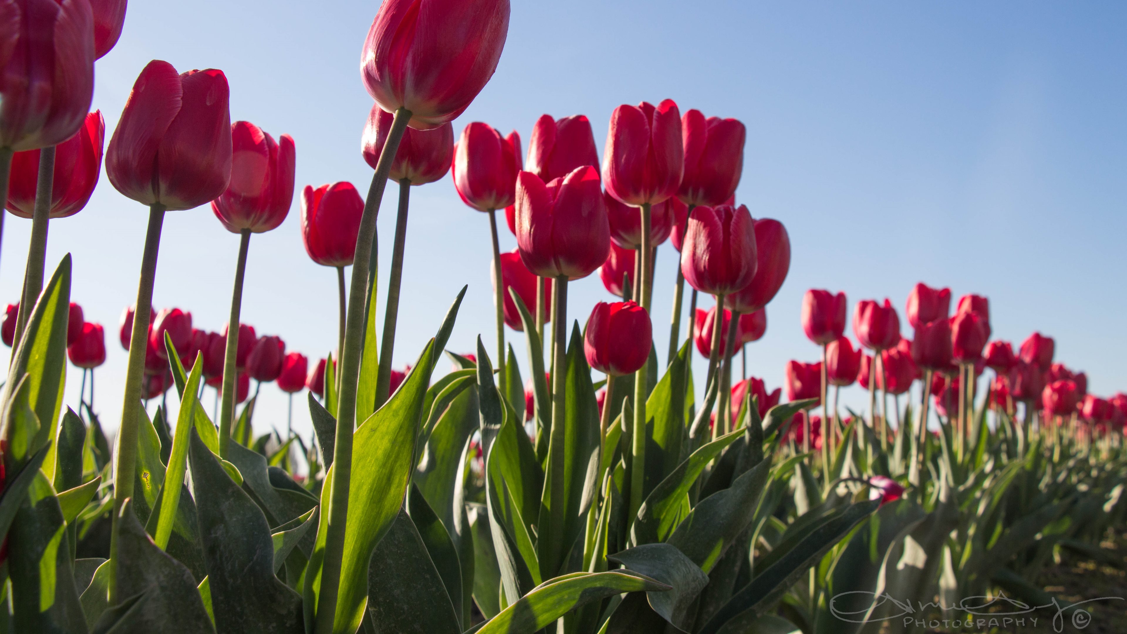 344606 télécharger l'image tulipe, terre/nature, fleurs - fonds d'écran et économiseurs d'écran gratuits