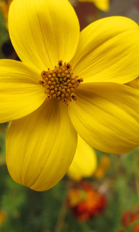 Download mobile wallpaper Flowers, Flower, Close Up, Earth, Yellow Flower for free.