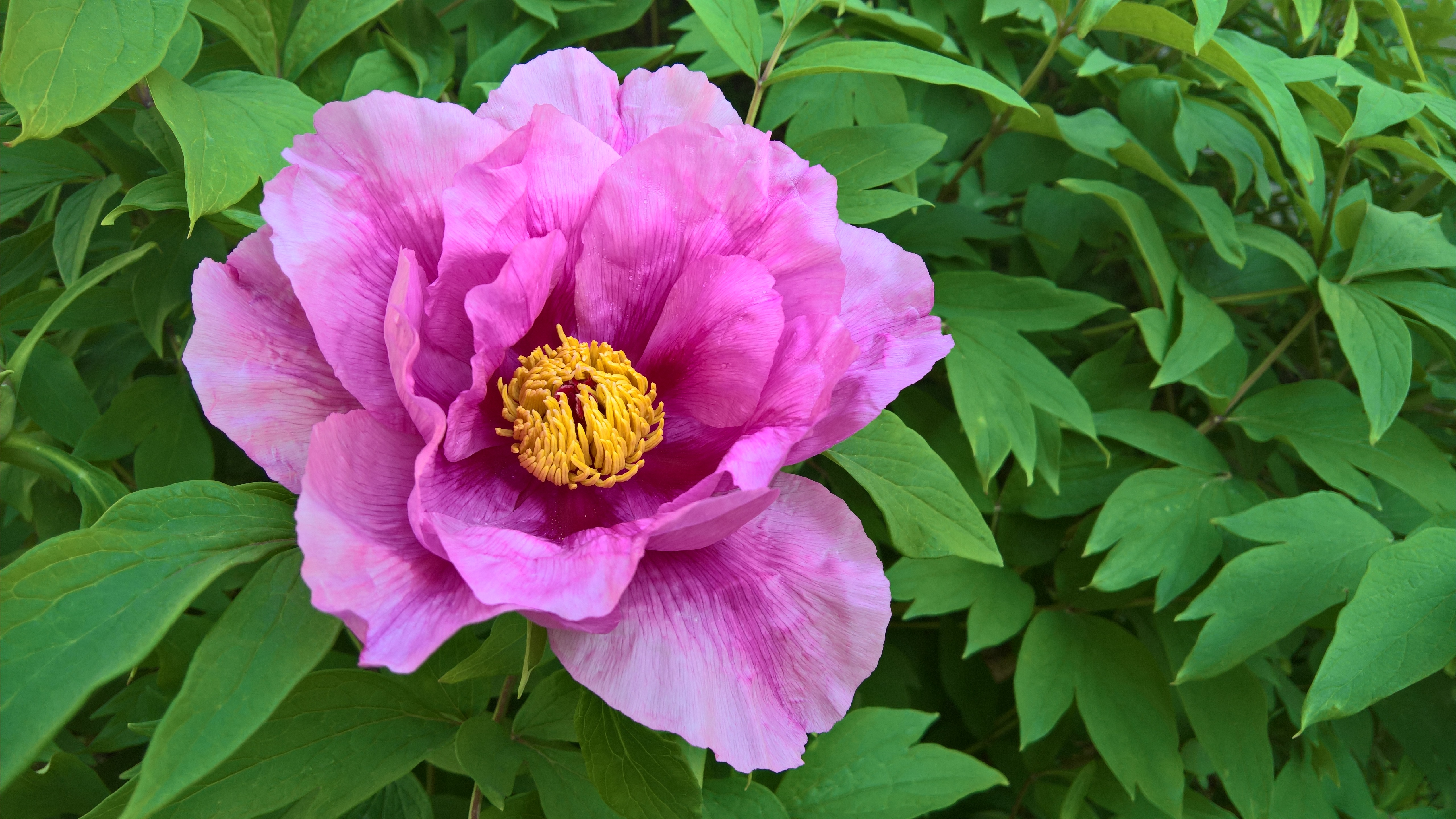 Download mobile wallpaper Flowers, Flower, Earth, Peony, Pink Flower for free.