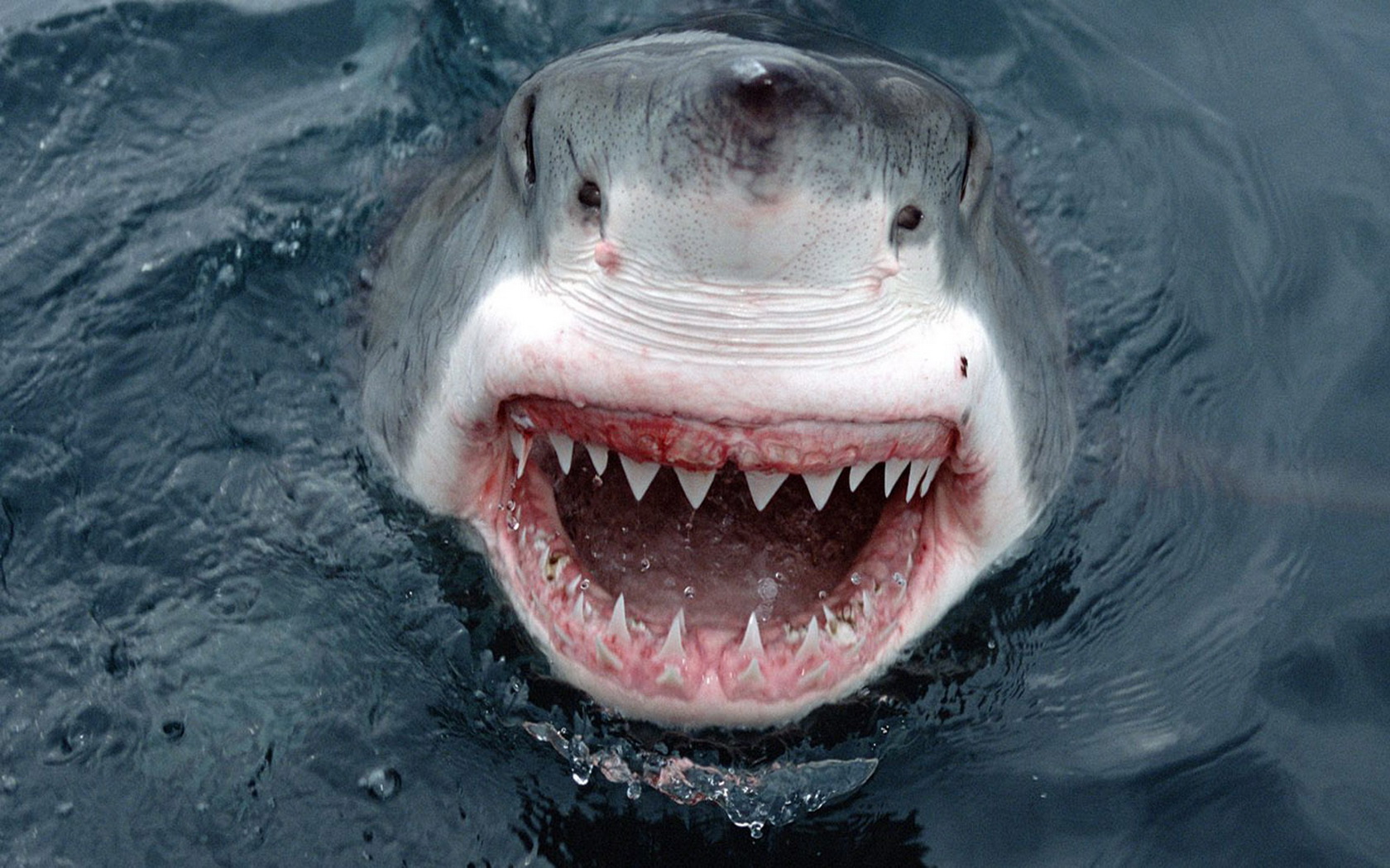 293749 Bild herunterladen tiere, großer weißer hai, haie - Hintergrundbilder und Bildschirmschoner kostenlos