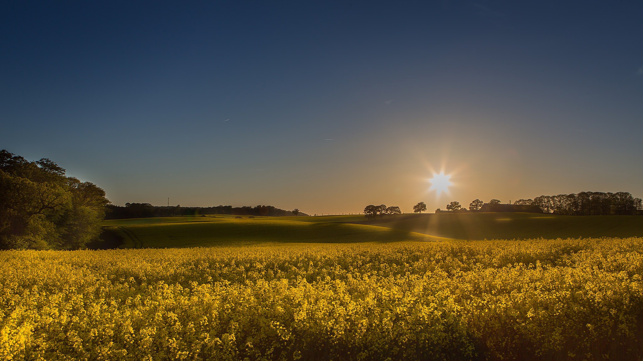 Download mobile wallpaper Nature, Sky, Sun, Summer, Flower, Earth, Field, Yellow Flower, Rapeseed for free.