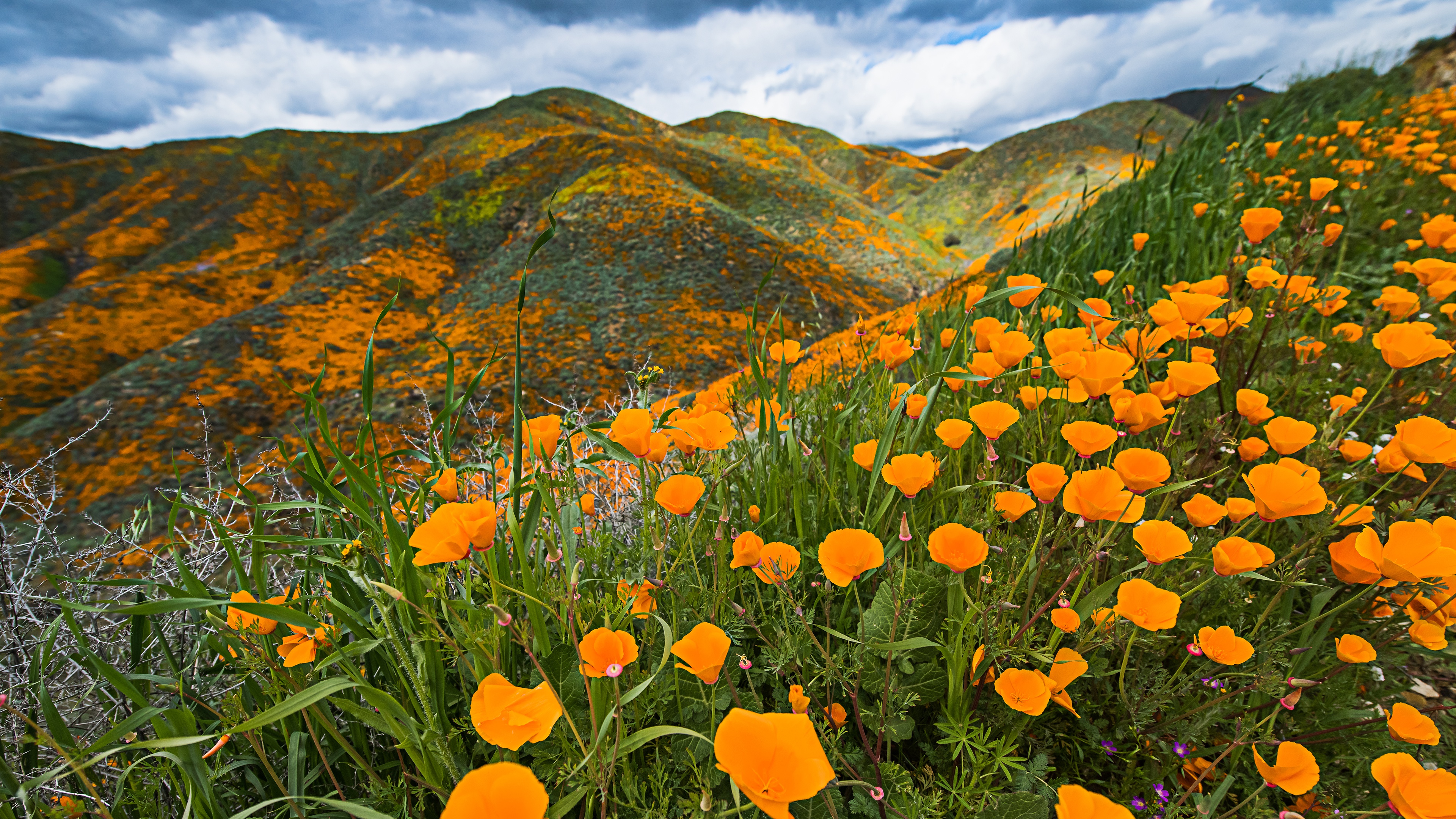 Baixe gratuitamente a imagem Flores, Montanha, Flor, Terra/natureza, Flor De Laranjeira na área de trabalho do seu PC