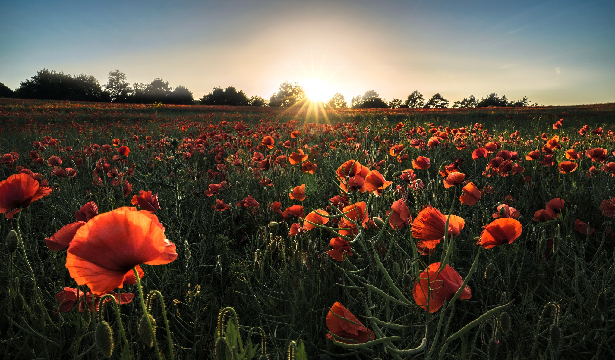 Download mobile wallpaper Nature, Flowers, Summer, Flower, Sunrise, Earth, Field, Poppy, Red Flower for free.