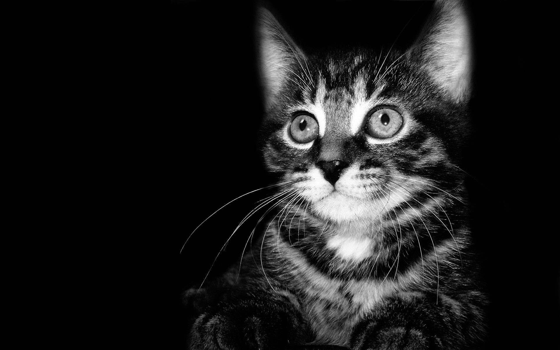 121427 descargar fondo de pantalla animales, negro, blanco, gatito, el negro, sombra, bw, chb, niño, nene: protectores de pantalla e imágenes gratis