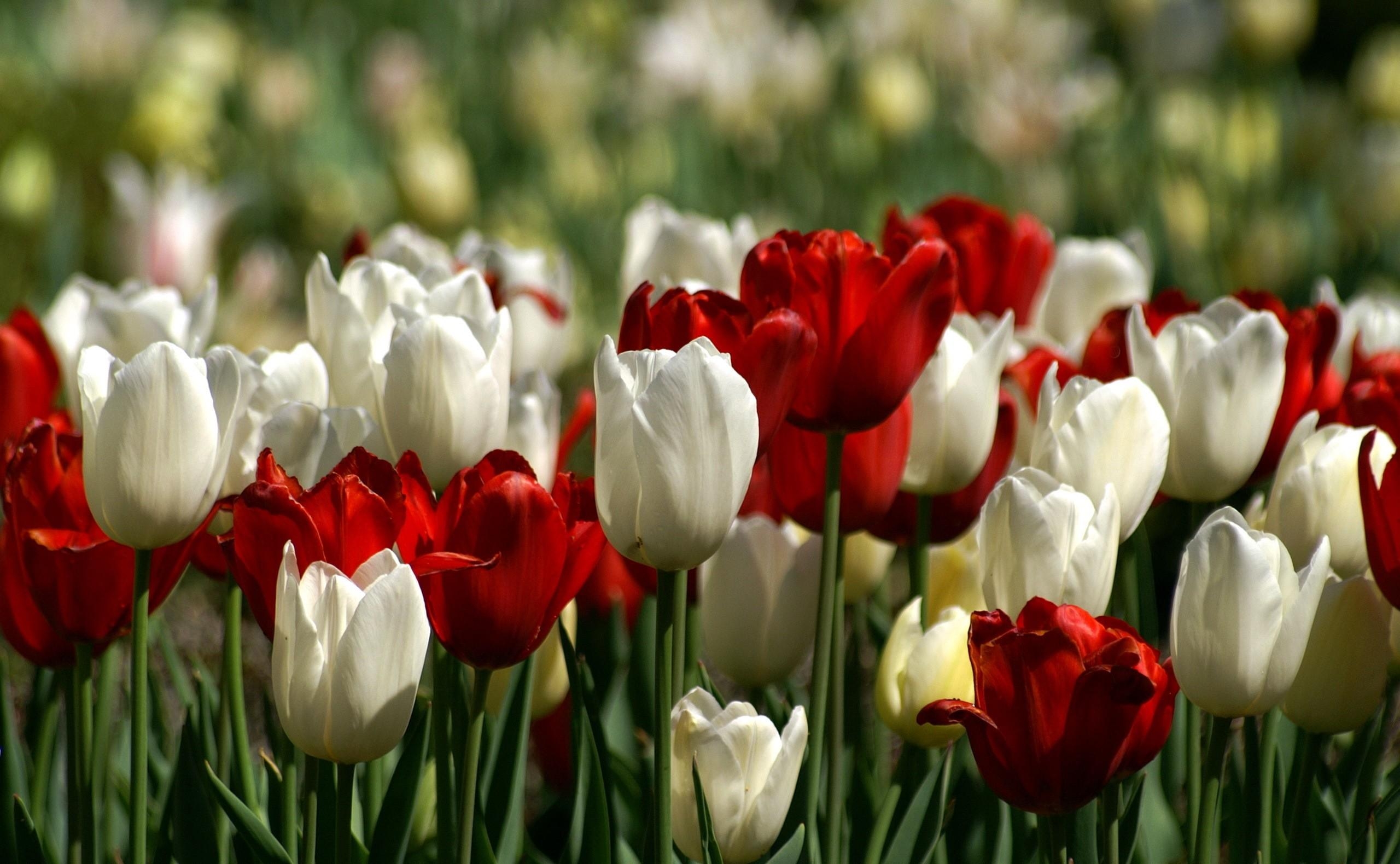 92950 télécharger l'image fleurs, tulipes, blanc, rouge, parterre de fleurs, parterre, printemps, source - fonds d'écran et économiseurs d'écran gratuits