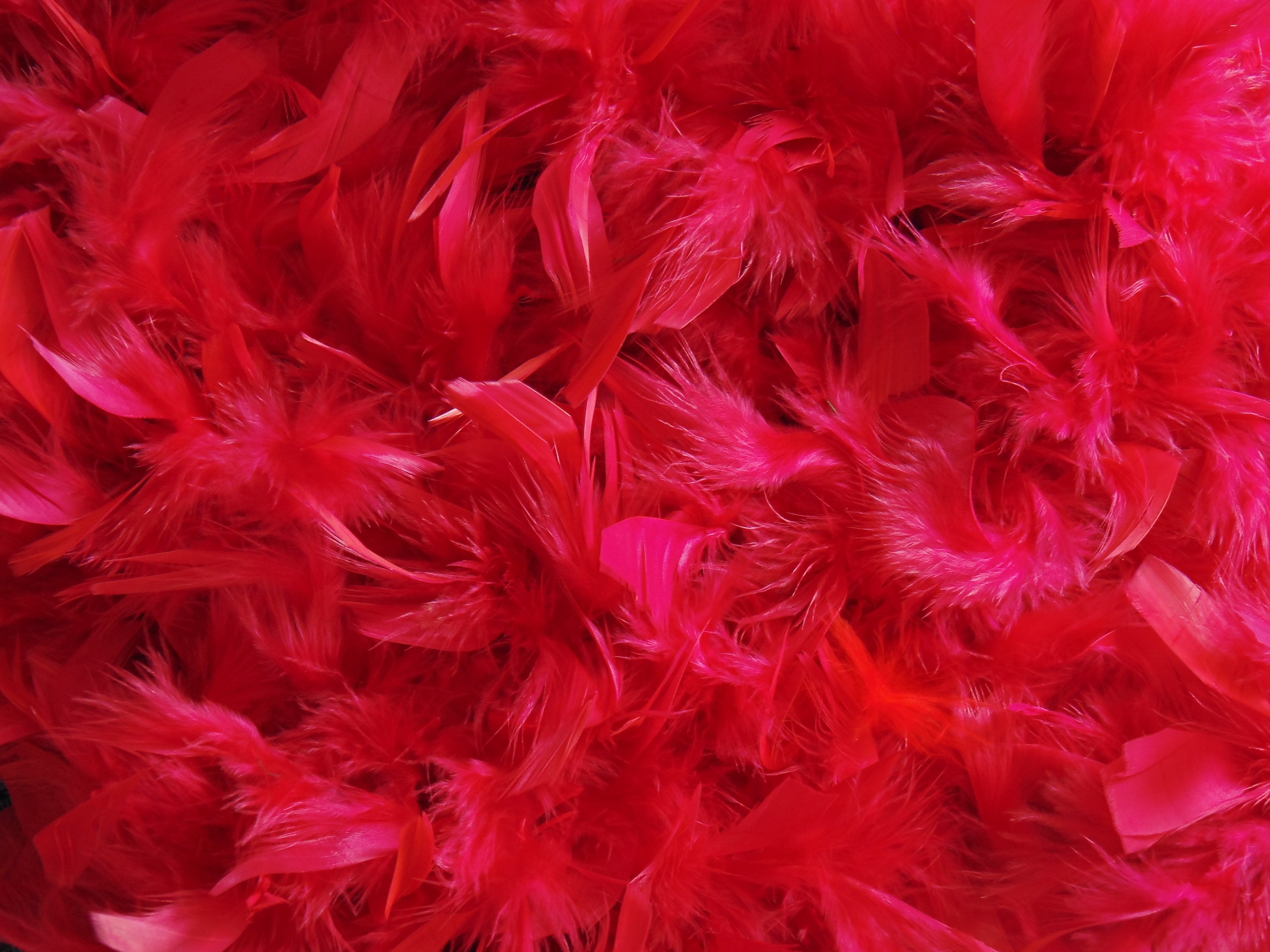 feather, fluff, miscellaneous, red, miscellanea, fuzz Full HD