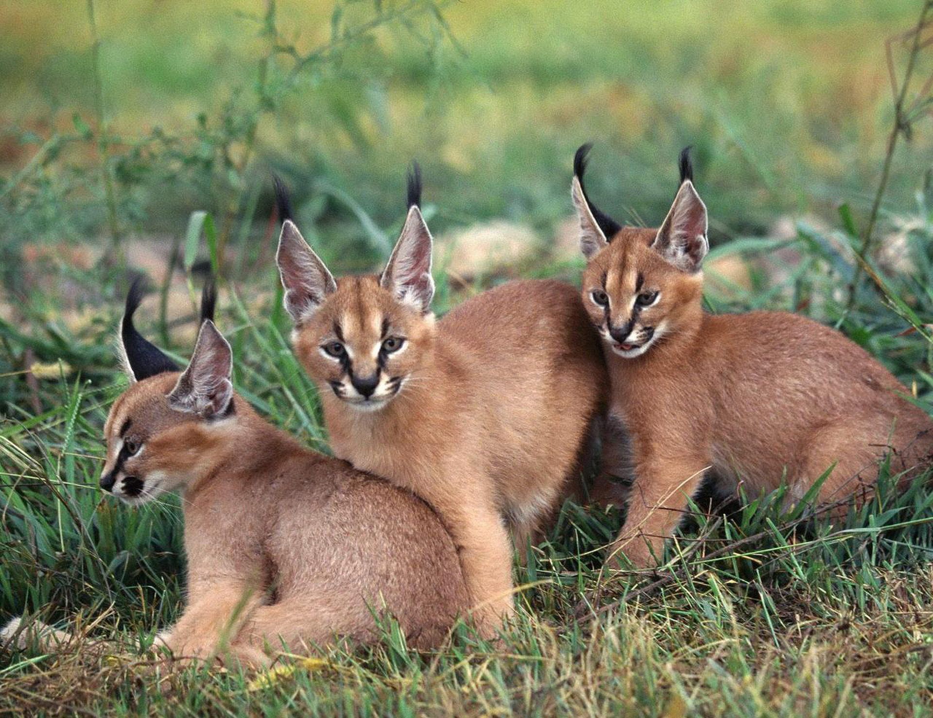 Download mobile wallpaper Animal, Caracal for free.