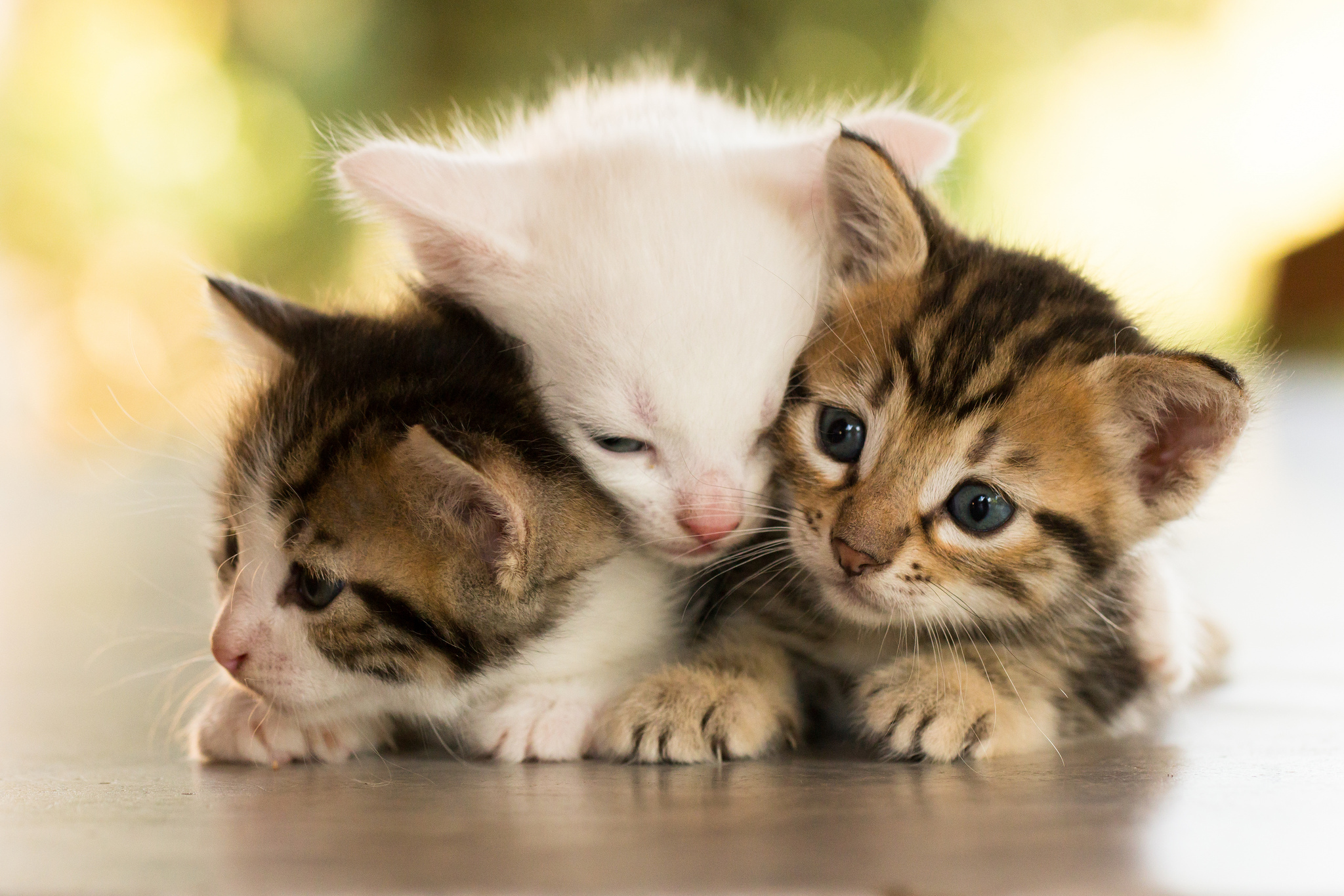 Free download wallpaper Cats, Cat, Kitten, Animal, Cute, Baby Animal on your PC desktop