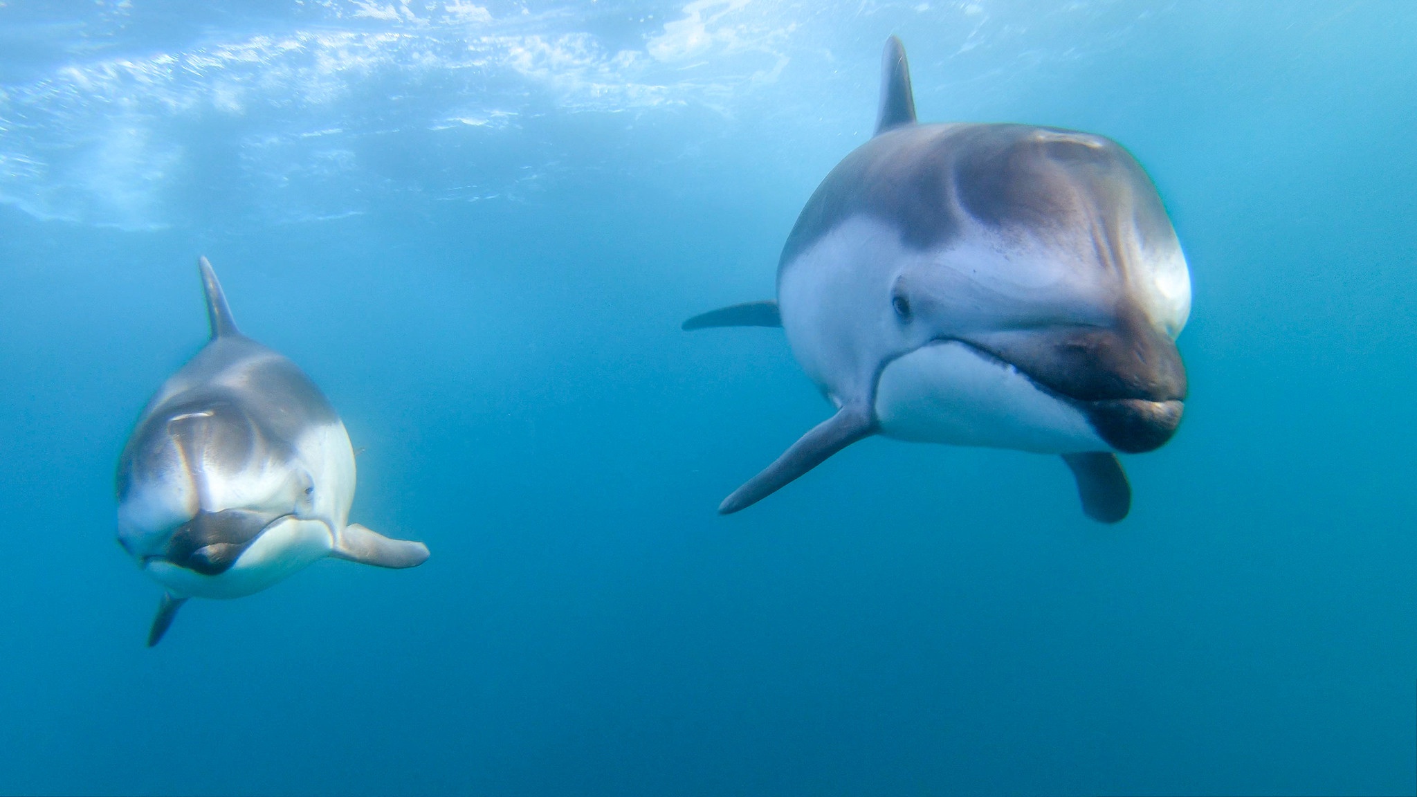 Скачать обои бесплатно Животные, Дельфин, Морская Жизнь картинка на рабочий стол ПК