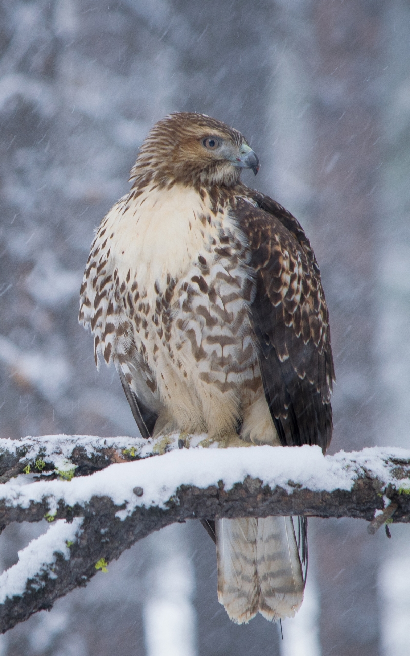 Download mobile wallpaper Winter, Birds, Bird, Animal, Hawk, Snowfall, Bird Of Prey for free.