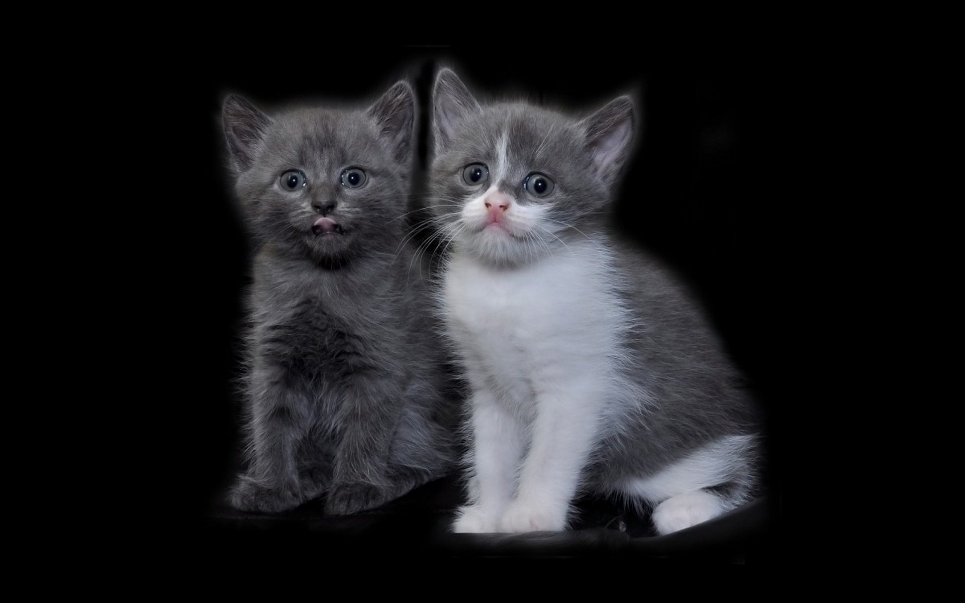 Free download wallpaper Cats, Cat, Animal on your PC desktop