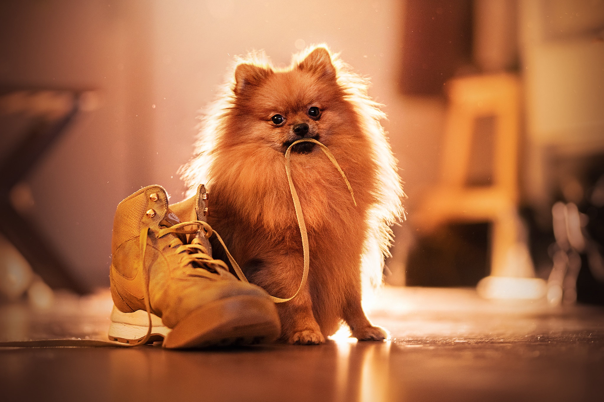 Download mobile wallpaper Dogs, Dog, Animal, Spitz, Shoe for free.