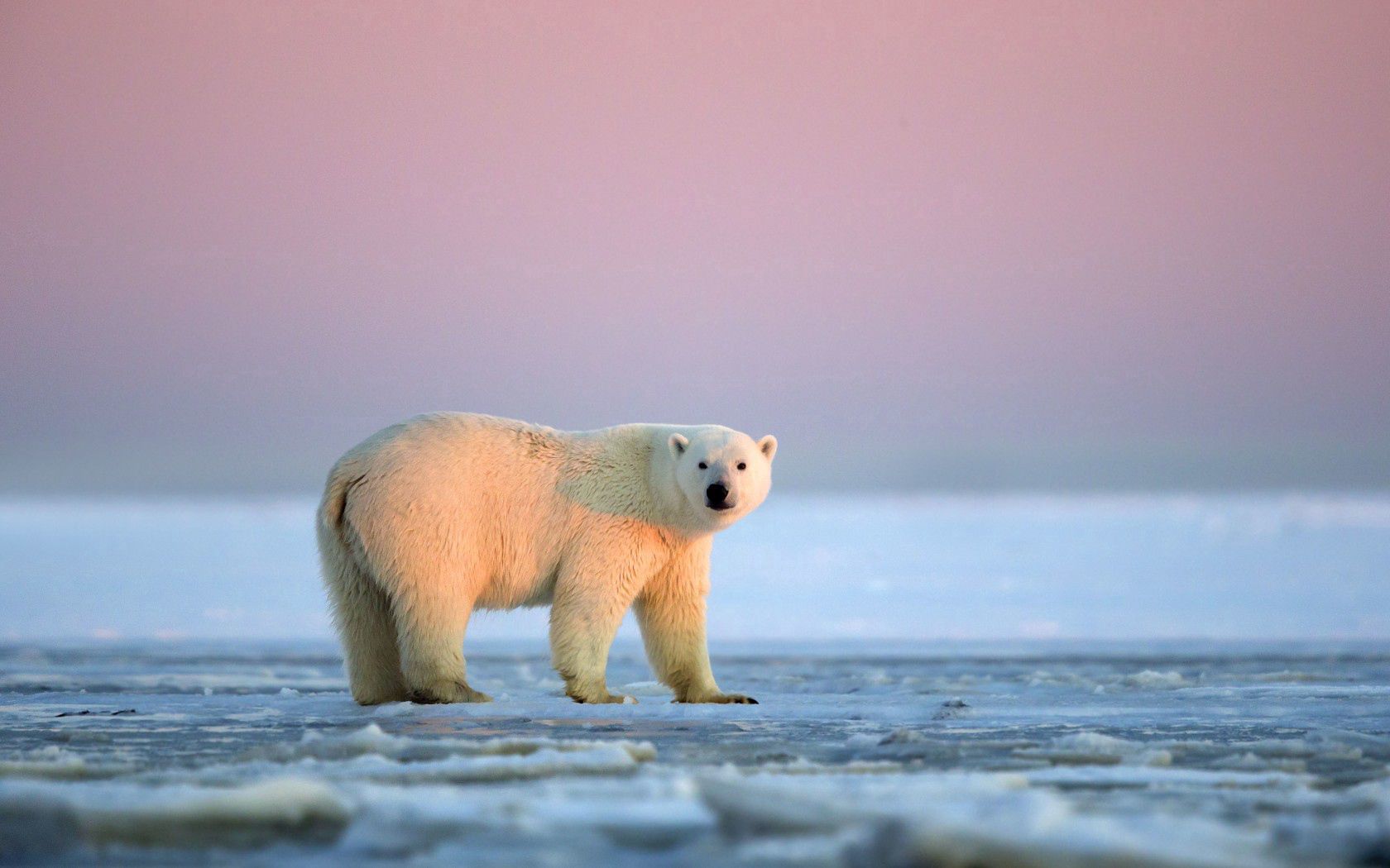 149556 télécharger l'image ours blanc, neige, animaux, sky, glace, ours polaire - fonds d'écran et économiseurs d'écran gratuits