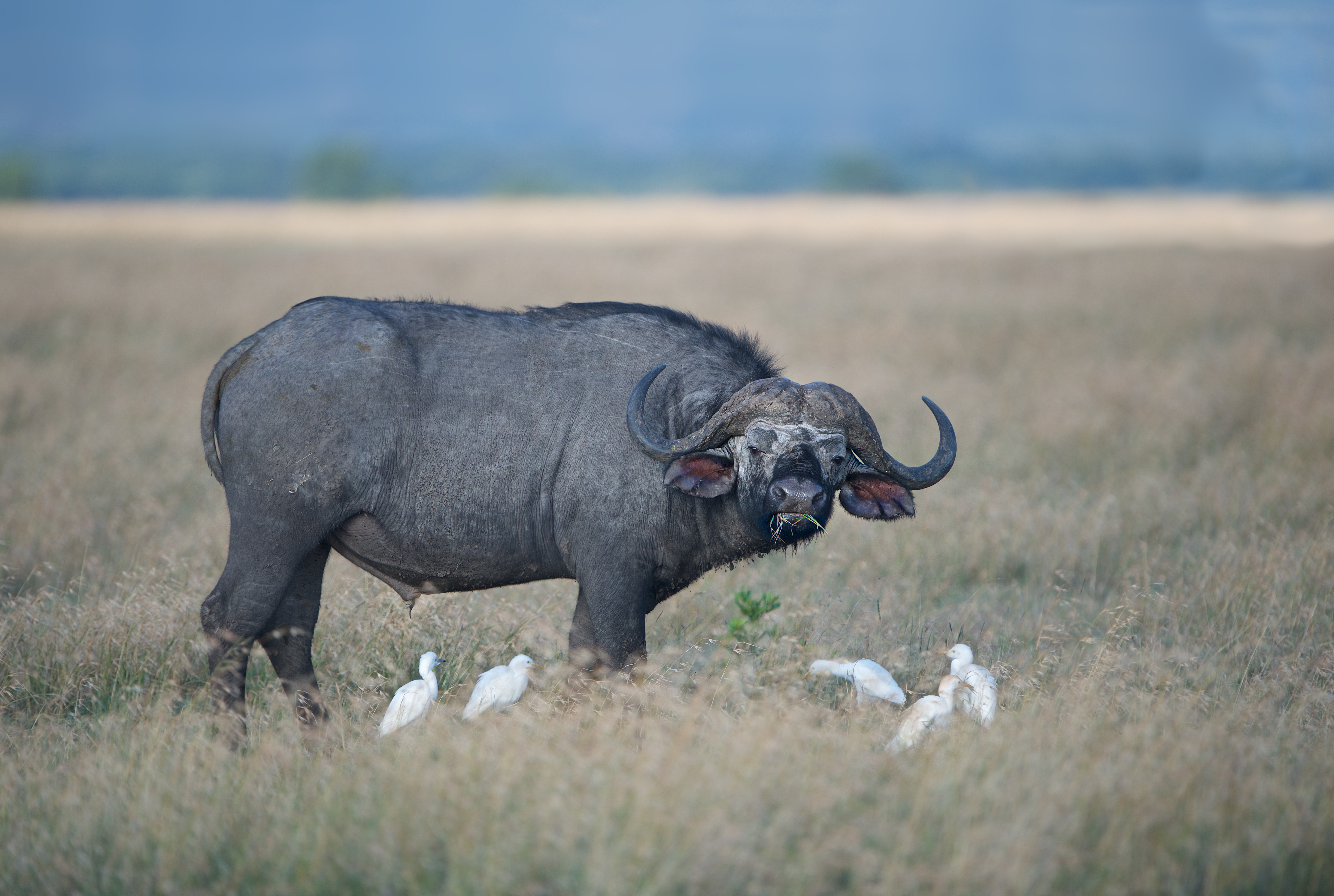 animal, african buffalo, bird, grass
