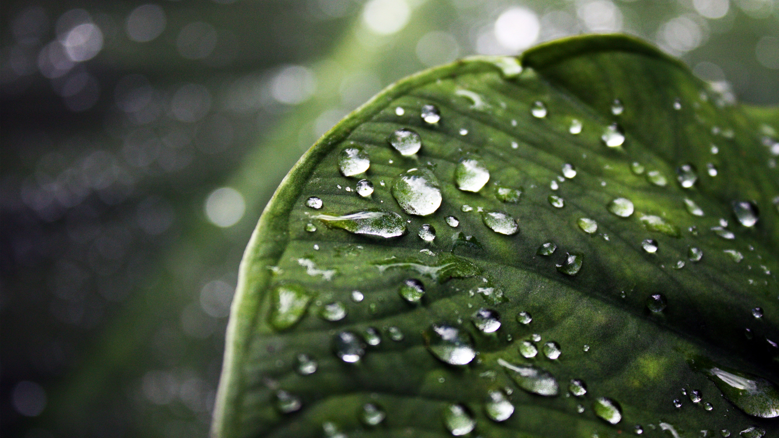 Free download wallpaper Forest, Leaf, Earth, Water Drop on your PC desktop
