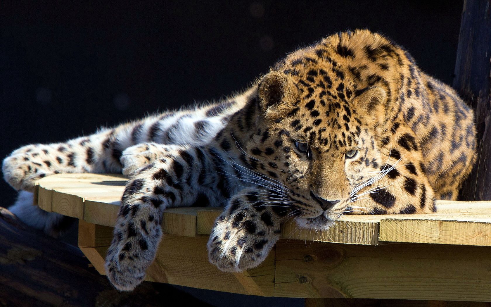 87971 Bild herunterladen tiere, leopard, sich hinlegen, liegen, hund, schnauze, tisch, tabelle, jagd, aufmerksamkeit, beachtung - Hintergrundbilder und Bildschirmschoner kostenlos