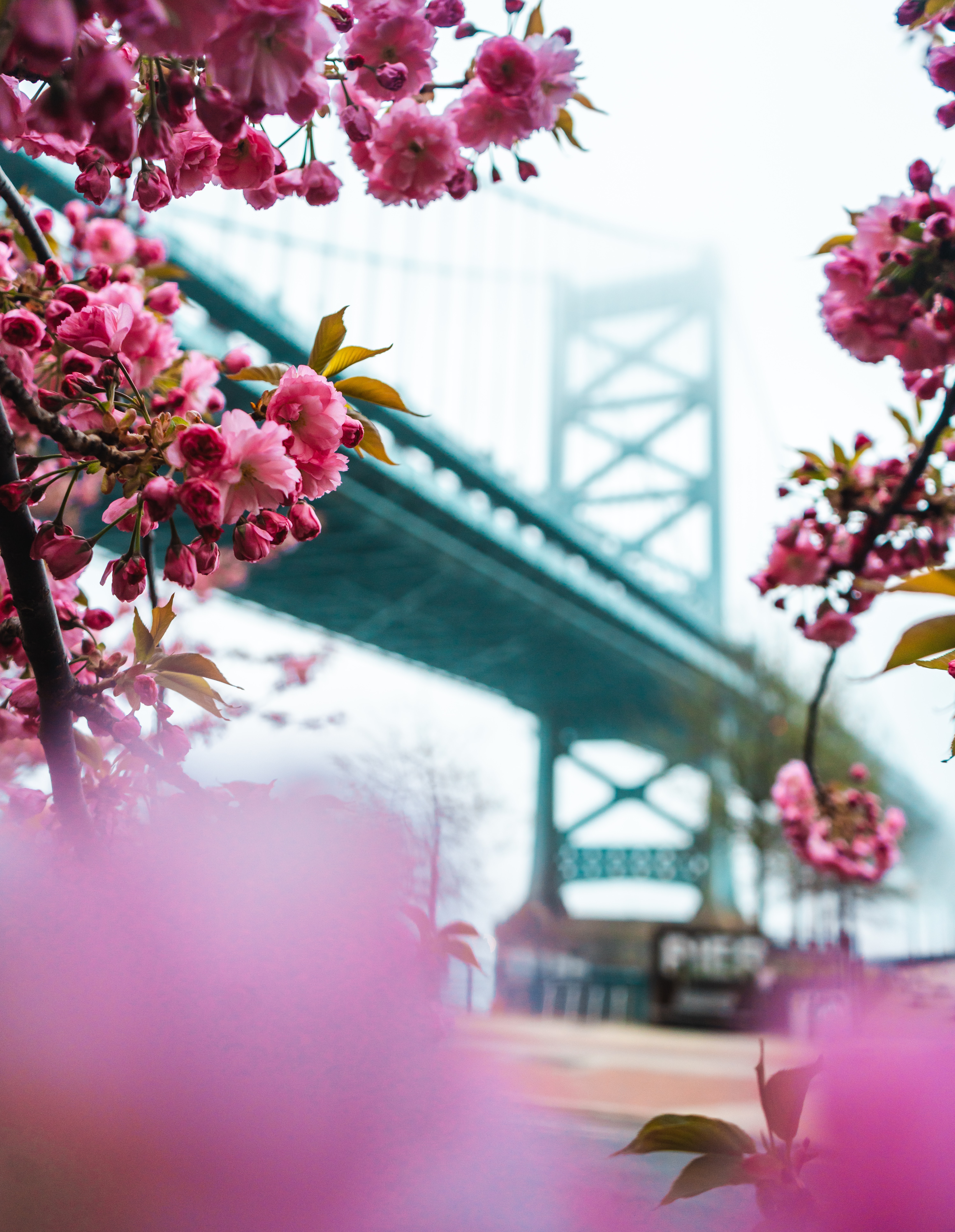 Download mobile wallpaper Bridge, Spring, Pink, Flowers, Sakura for free.