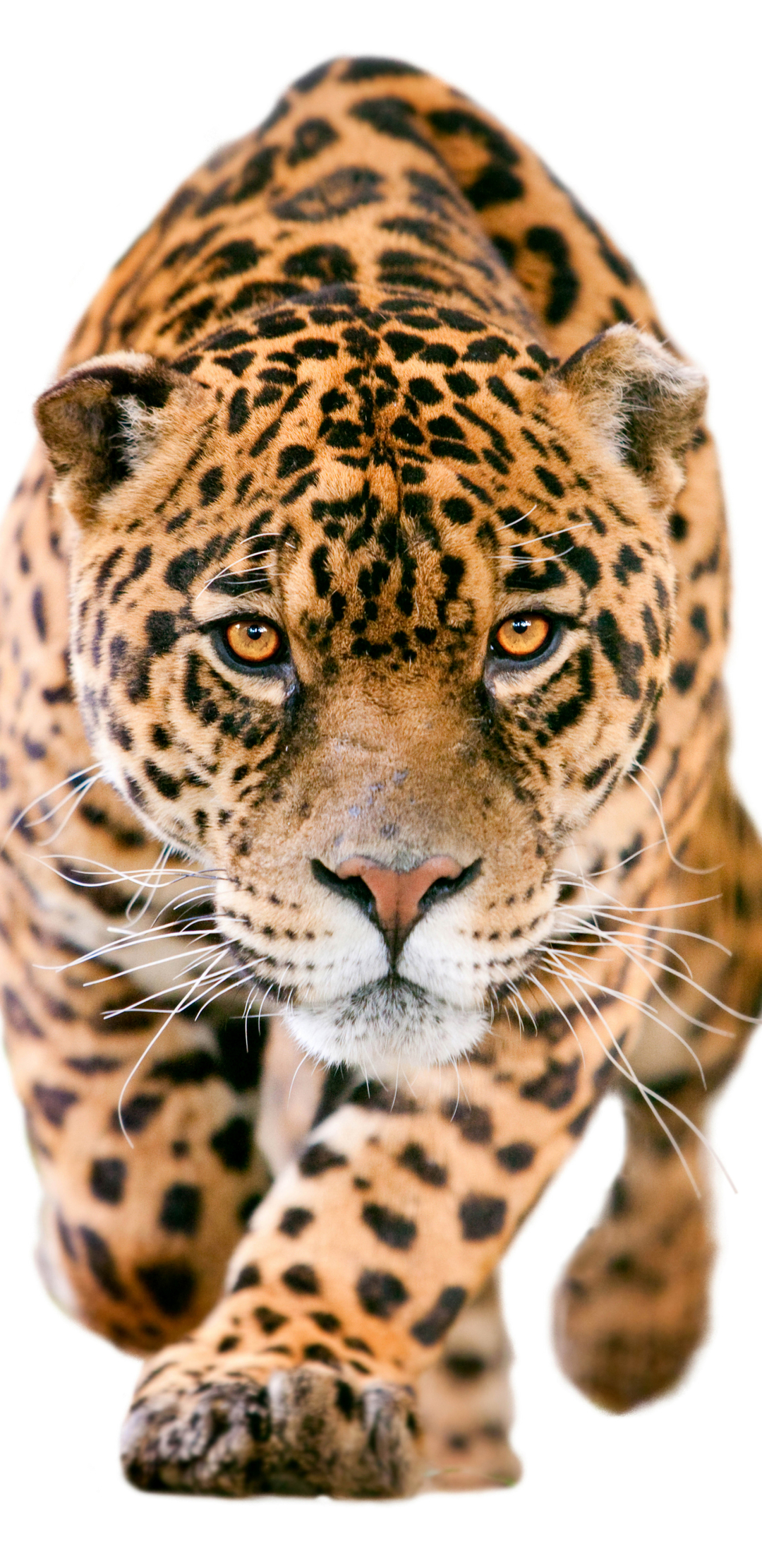 Handy-Wallpaper Tiere, Katzen, Jaguar, Schnauze kostenlos herunterladen.