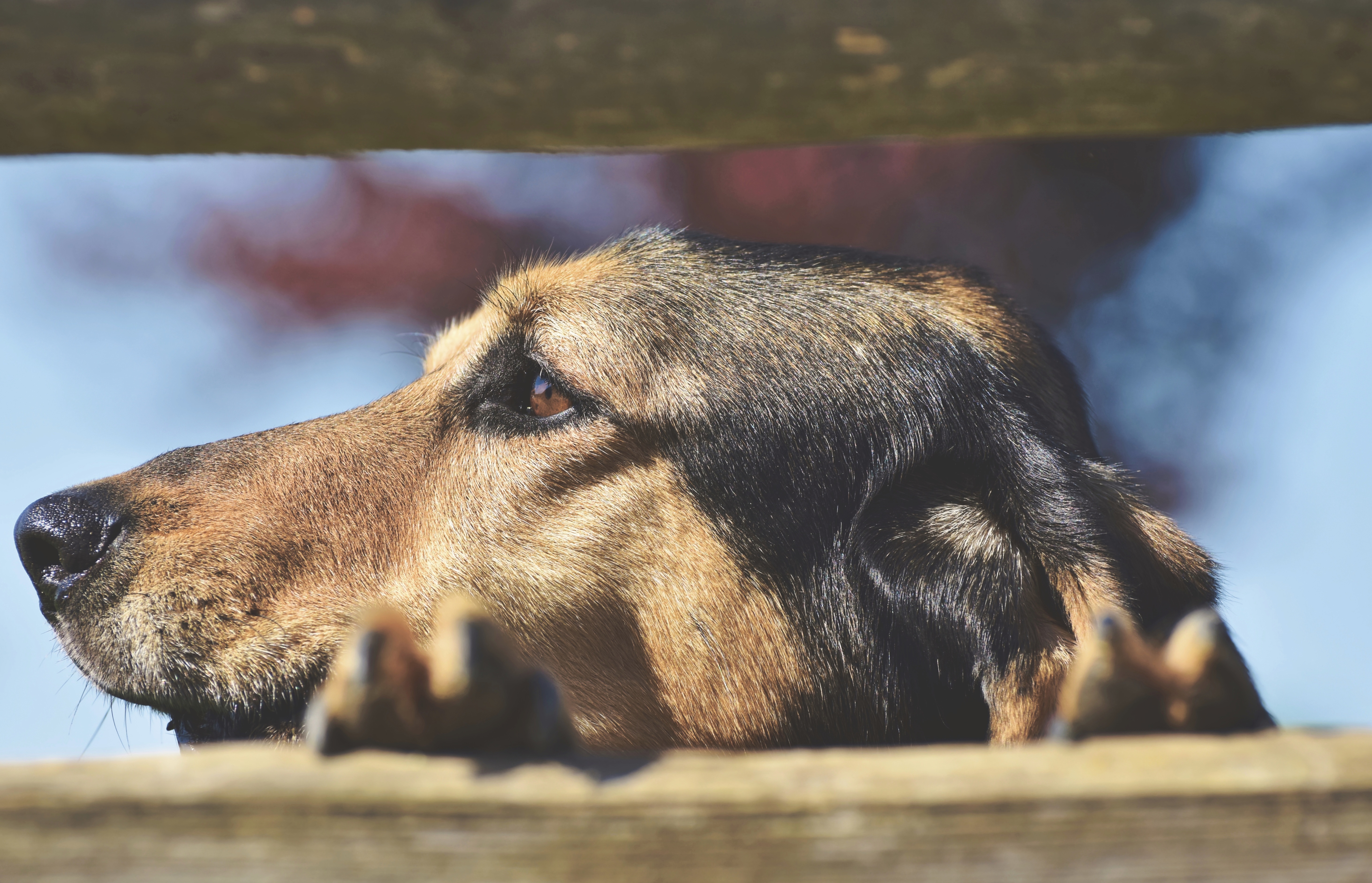 Handy-Wallpaper Tiere, Hunde, Hund kostenlos herunterladen.