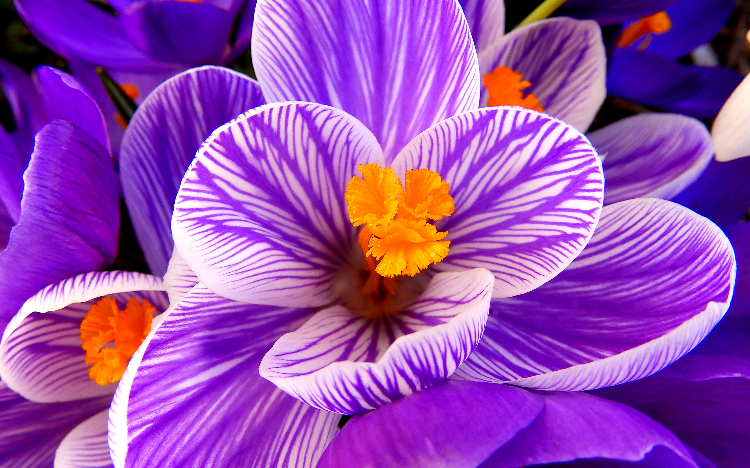 Laden Sie das Natur, Blumen, Blume, Krokus, Erde/natur, Planze-Bild kostenlos auf Ihren PC-Desktop herunter