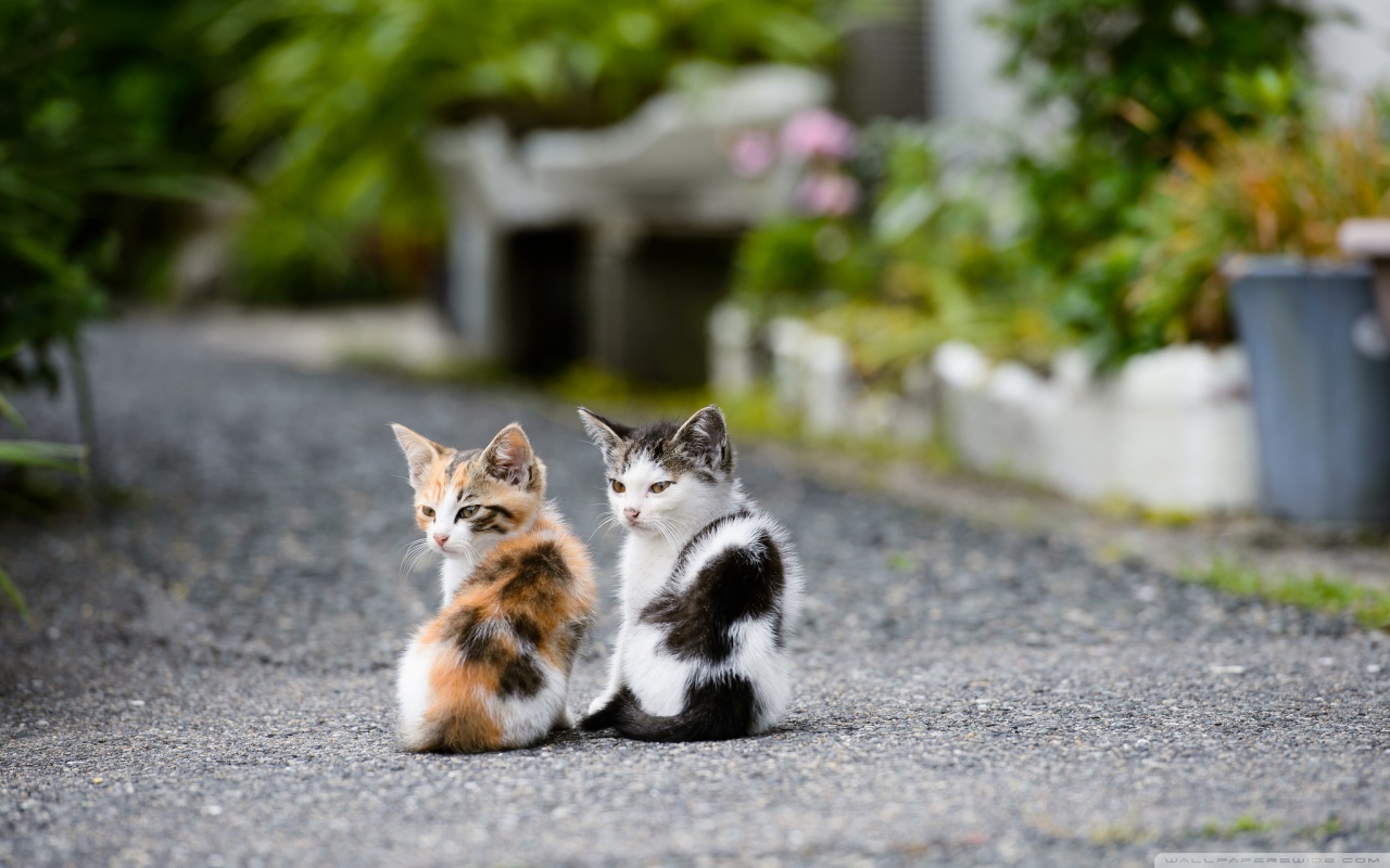 PCデスクトップに動物, ネコ, 子猫画像を無料でダウンロード