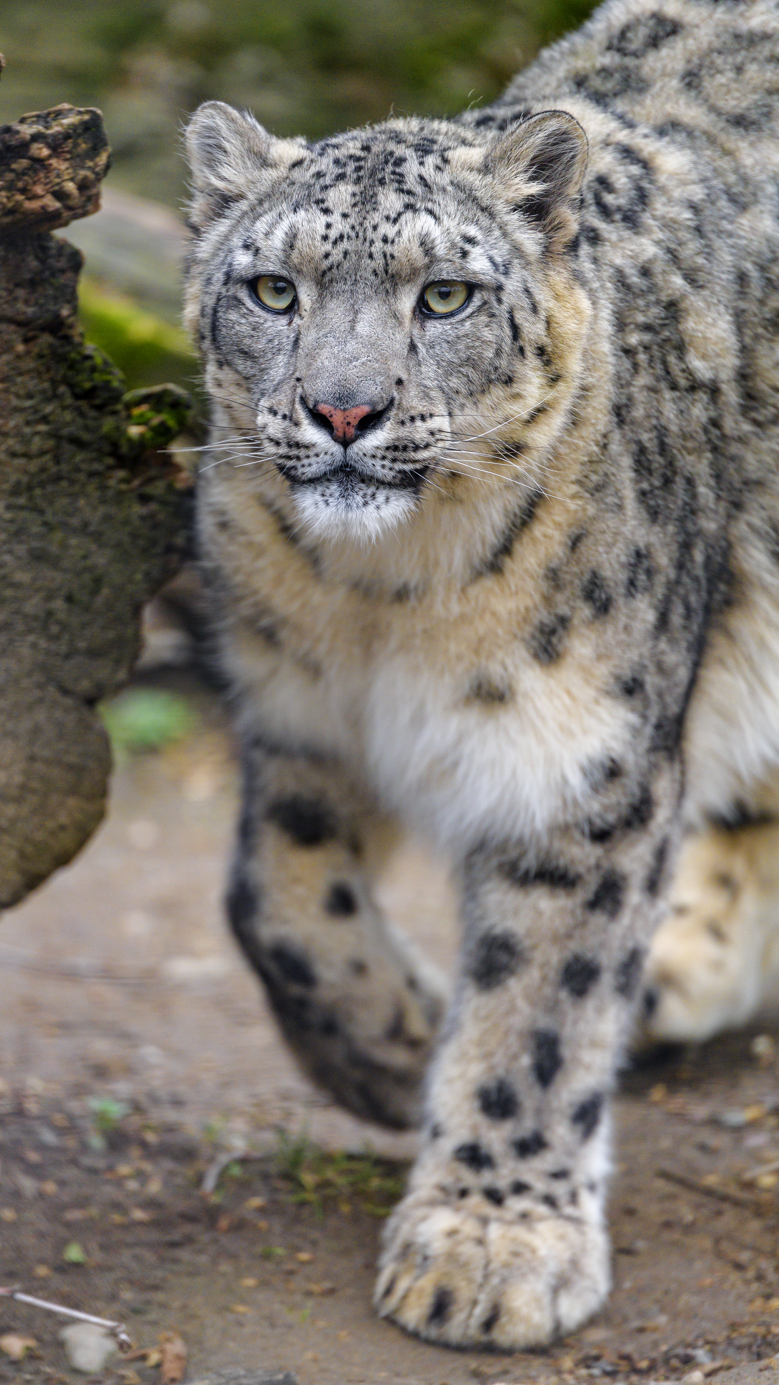 wildlife, snow leopard, animals, predator, big cat, irbis