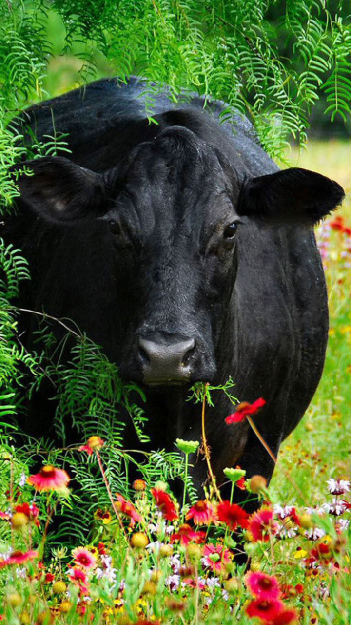 Téléchargez des papiers peints mobile Animaux, Vache gratuitement.