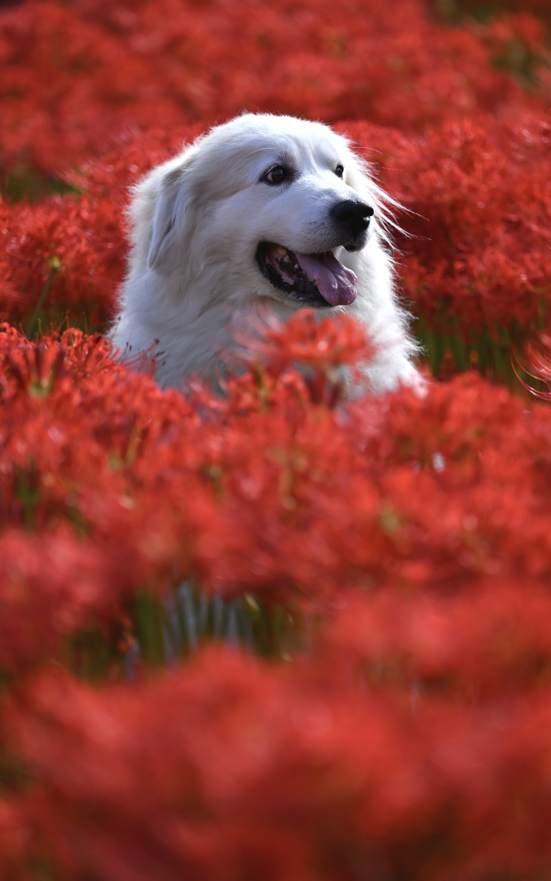 無料モバイル壁紙動物, 犬, 赤い花をダウンロードします。