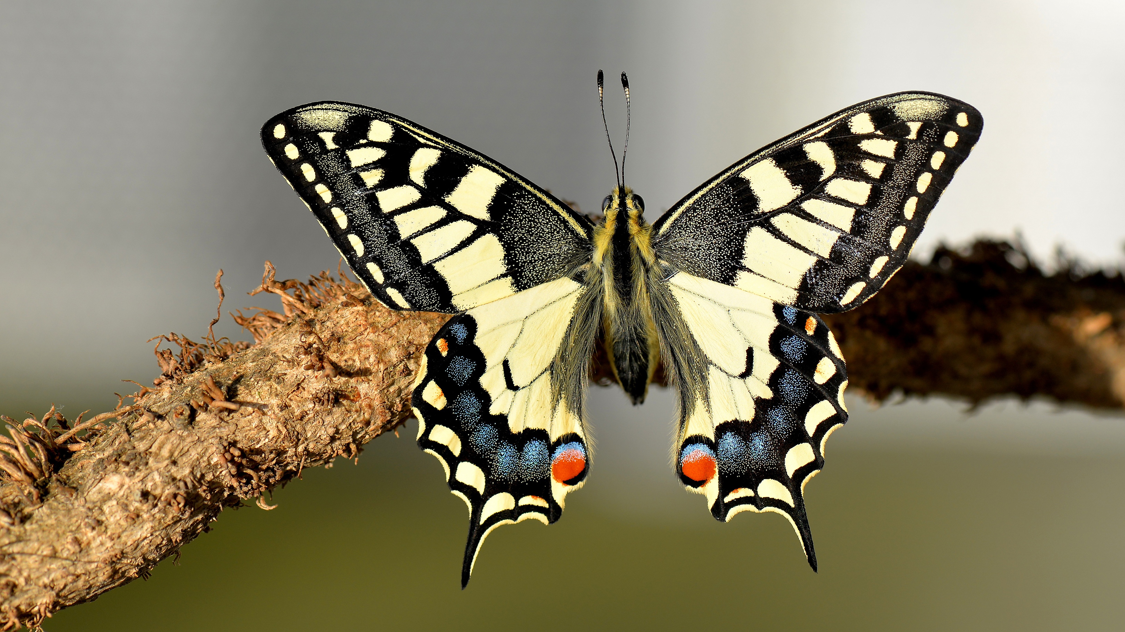 487757 baixar papel de parede animais, borboleta rabo de andorinha, ramo, borboleta, inseto, macro, asas, insetos - protetores de tela e imagens gratuitamente