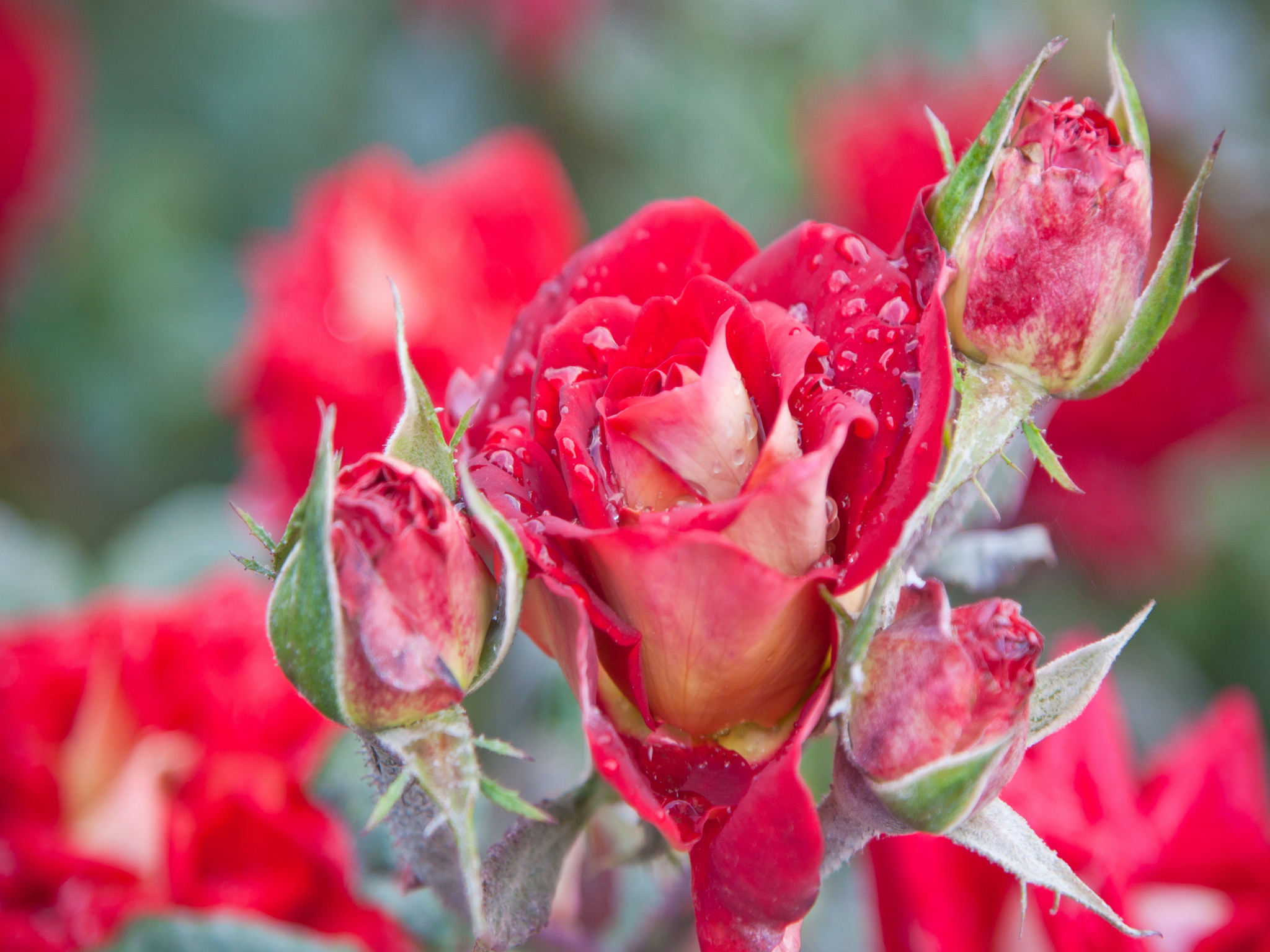 無料モバイル壁紙フラワーズ, 自然, 花, 薔薇, 地球をダウンロードします。