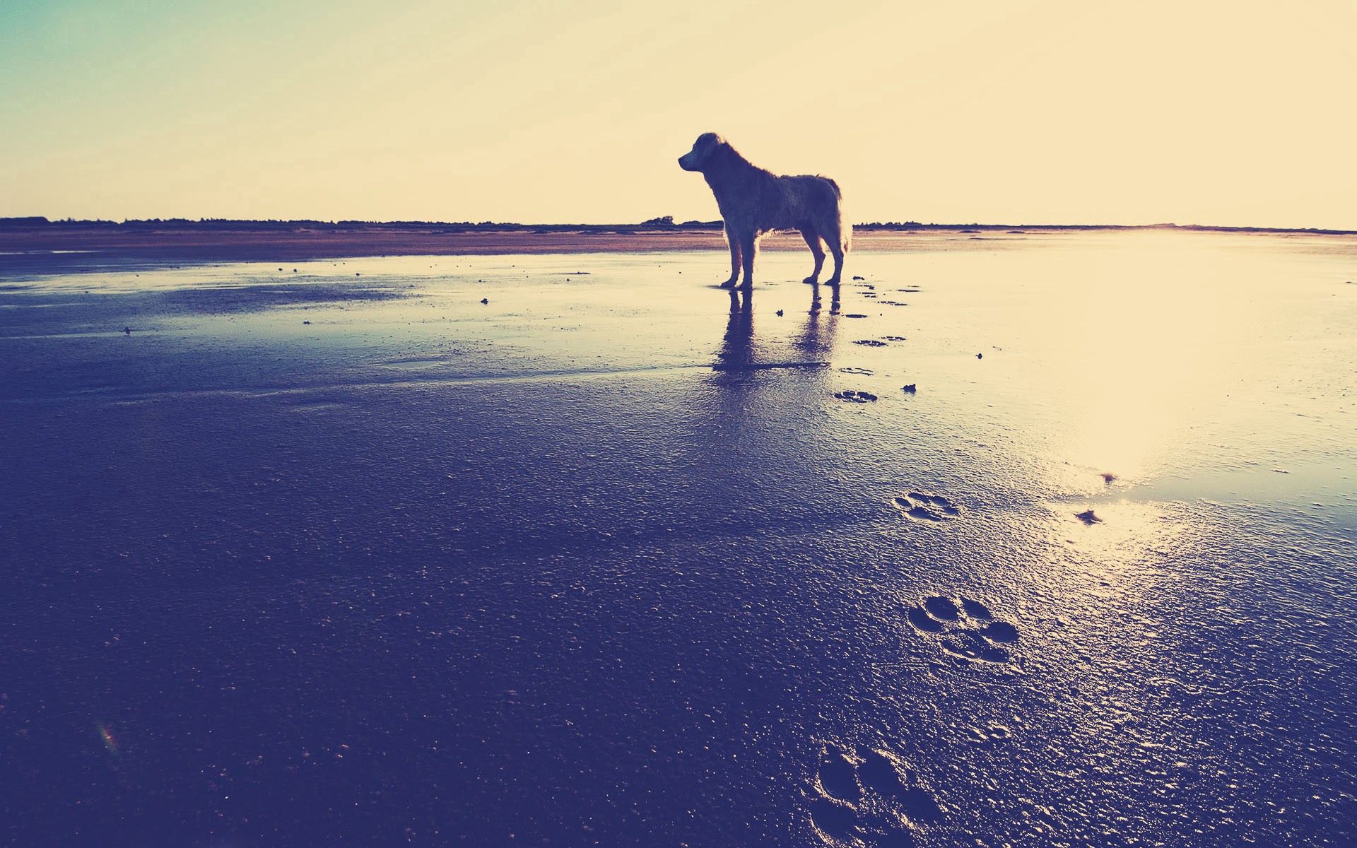 animals, sea, sand, shore, bank, dog, traces