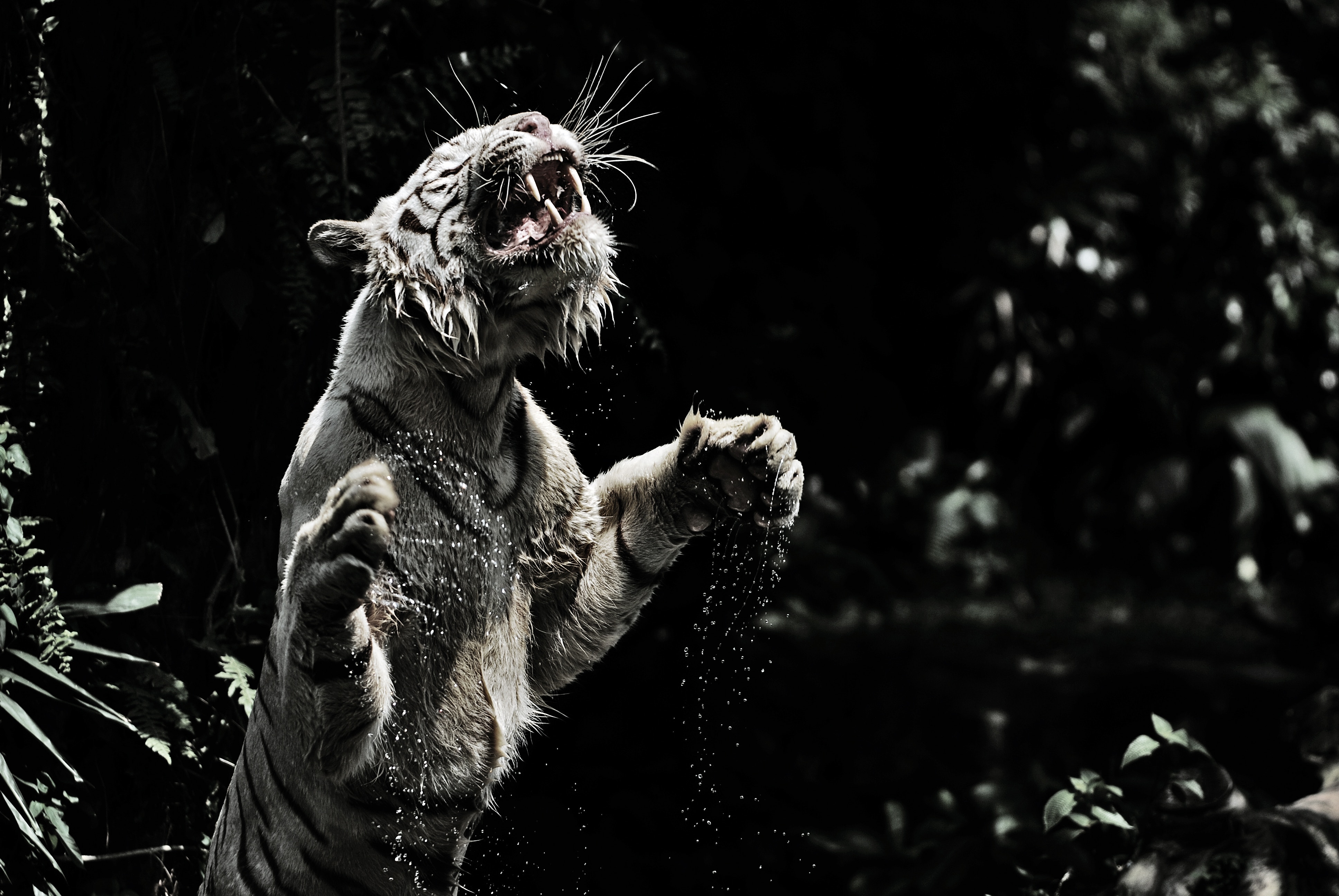 57616 скачать обои тигр, хищник, большая кошка, белый тигр, оскал, брызги, животные - заставки и картинки бесплатно