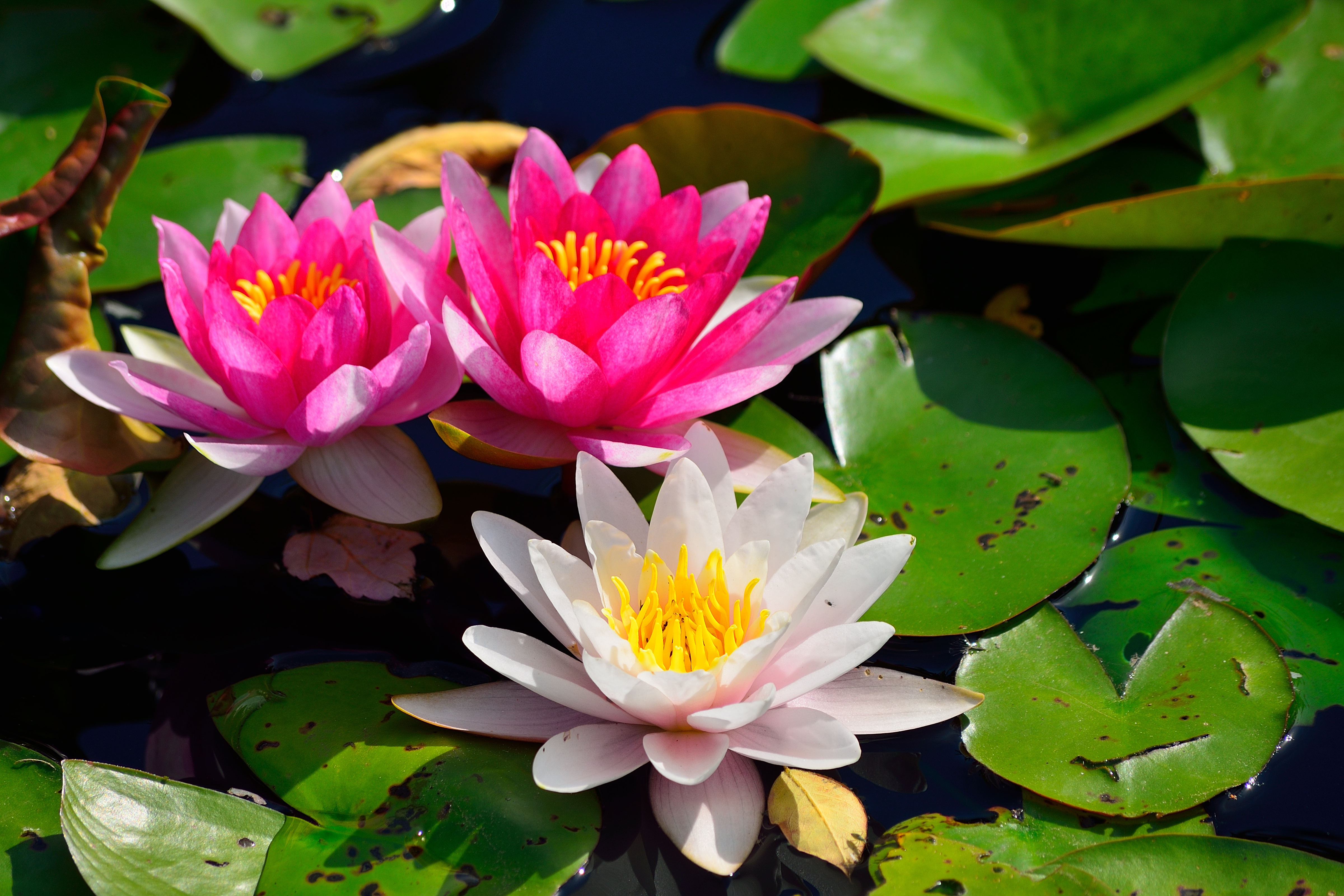 Download mobile wallpaper Water Lily, Pink Flower, White Flower, Flowers, Flower, Earth for free.