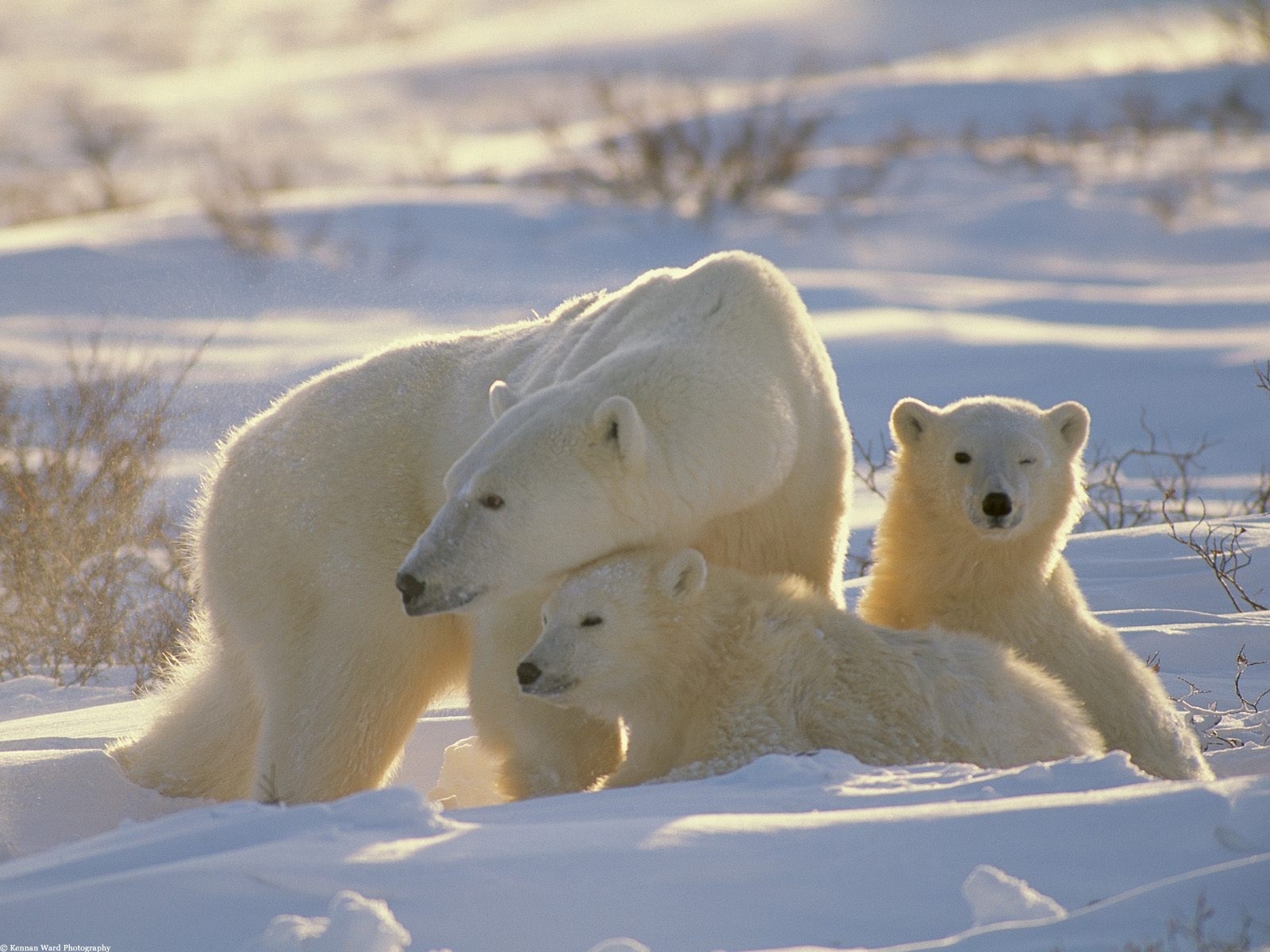 Baixe gratuitamente a imagem Animais, Inverno, Bears na área de trabalho do seu PC