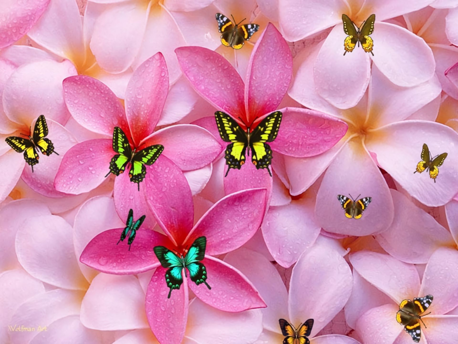 Скачати мобільні шпалери Квітка, Метелик, Рожевий, Барвистий, Художній, Плюмерія безкоштовно.