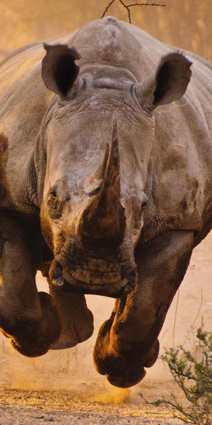 Download mobile wallpaper Animal, Rhinoceros, Rhino for free.