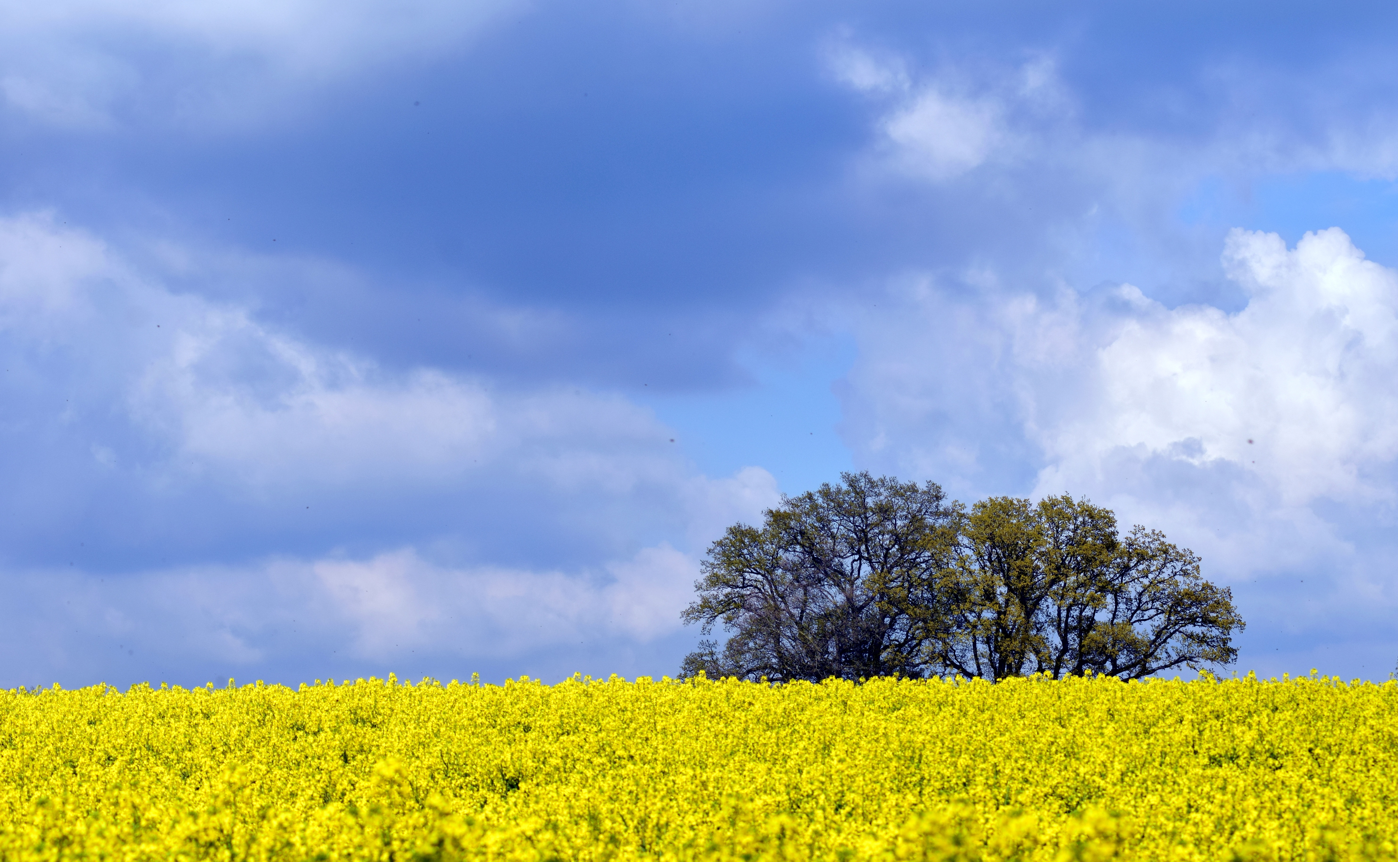 Download mobile wallpaper Sky, Summer, Earth, Field, Yellow Flower, Rapeseed for free.