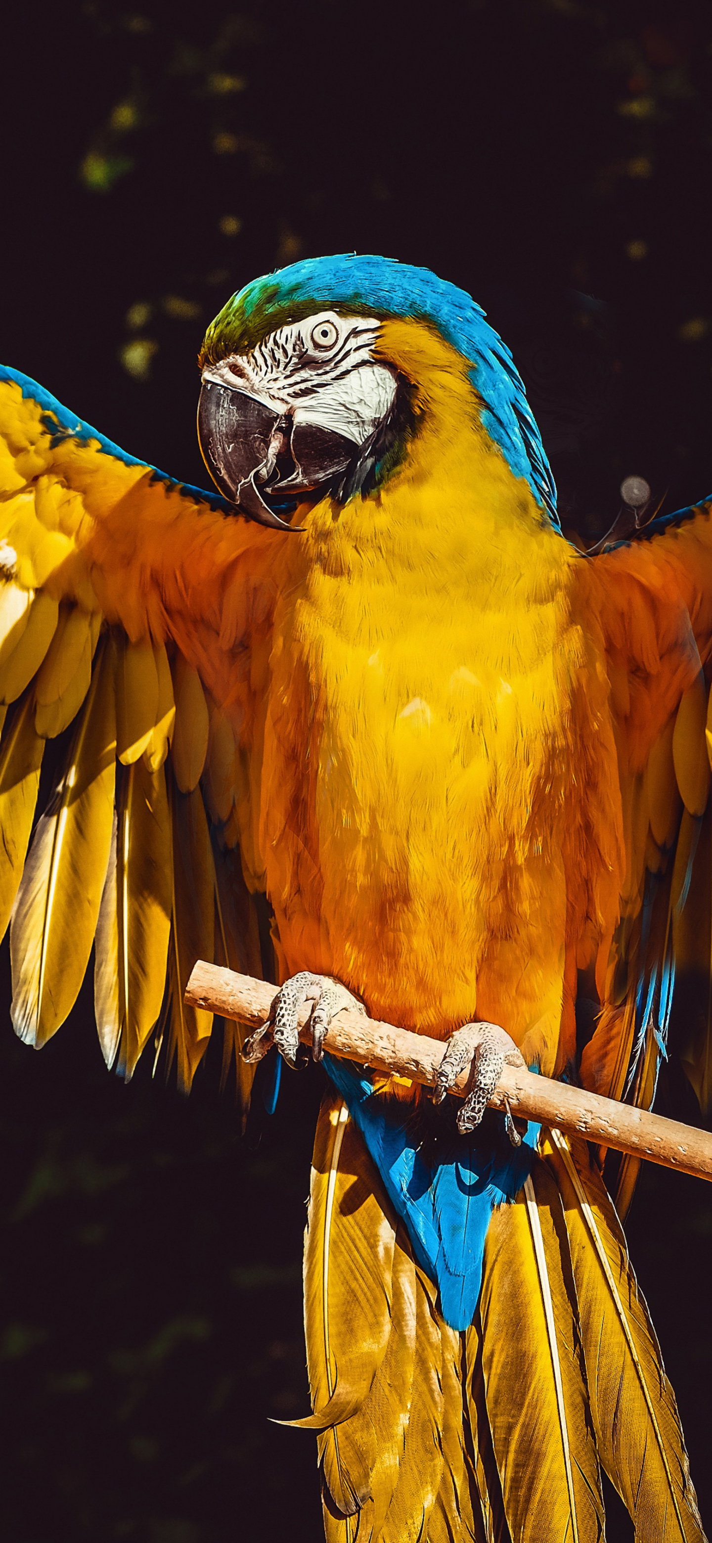 Download mobile wallpaper Birds, Bird, Animal, Parrot, Blue And Yellow Macaw for free.