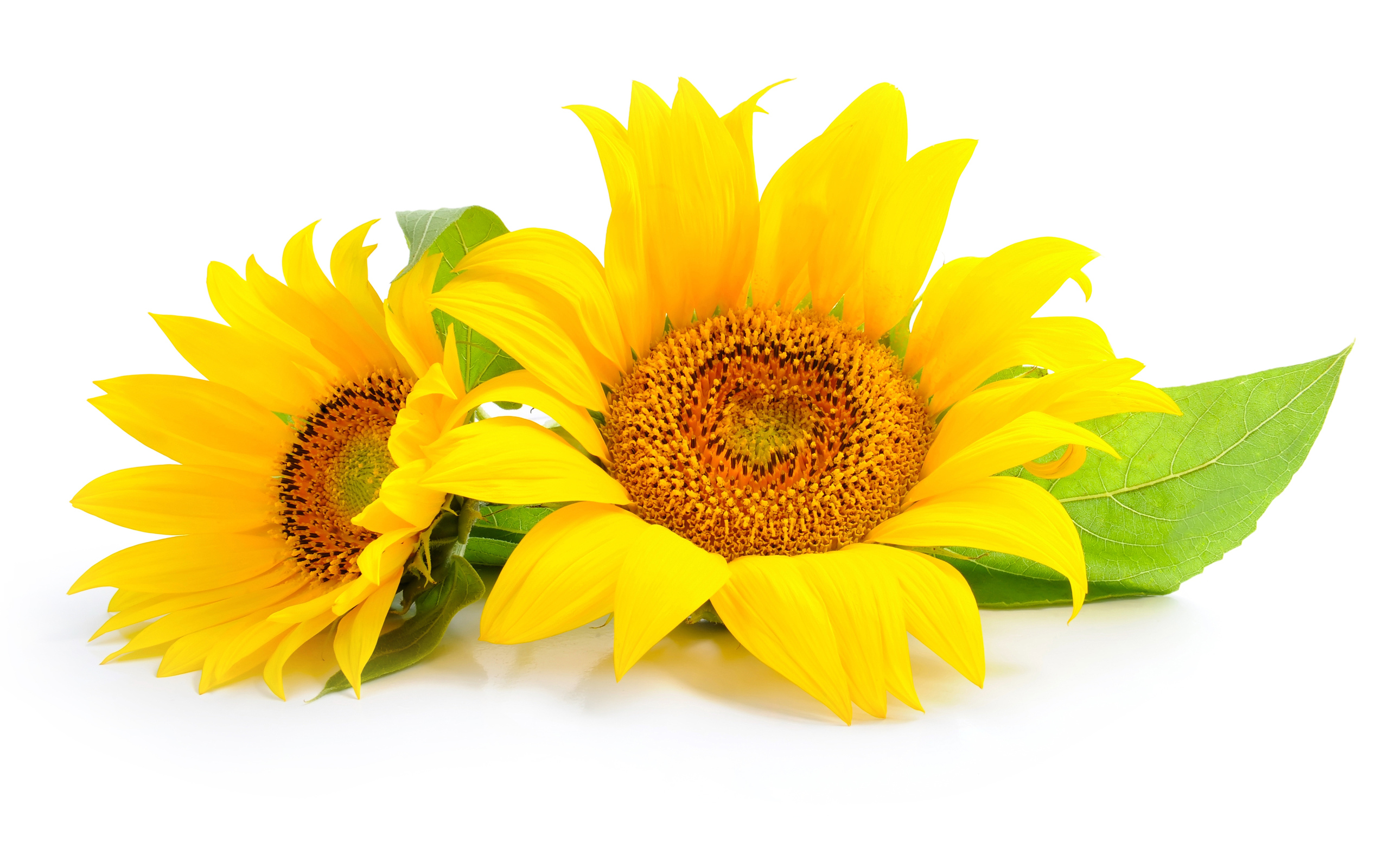無料モバイル壁紙フラワーズ, ひまわり, 花, 地球, 黄色い花をダウンロードします。