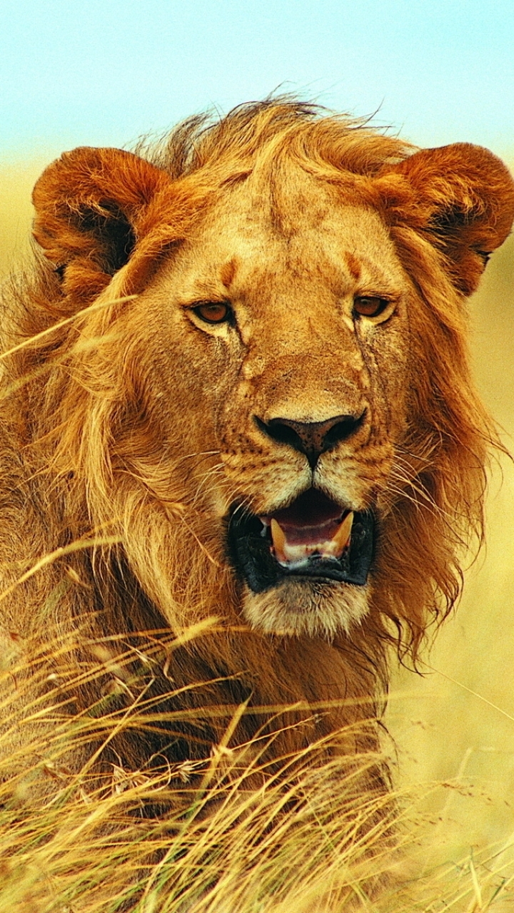 Download mobile wallpaper Cats, Lion, Animal for free.