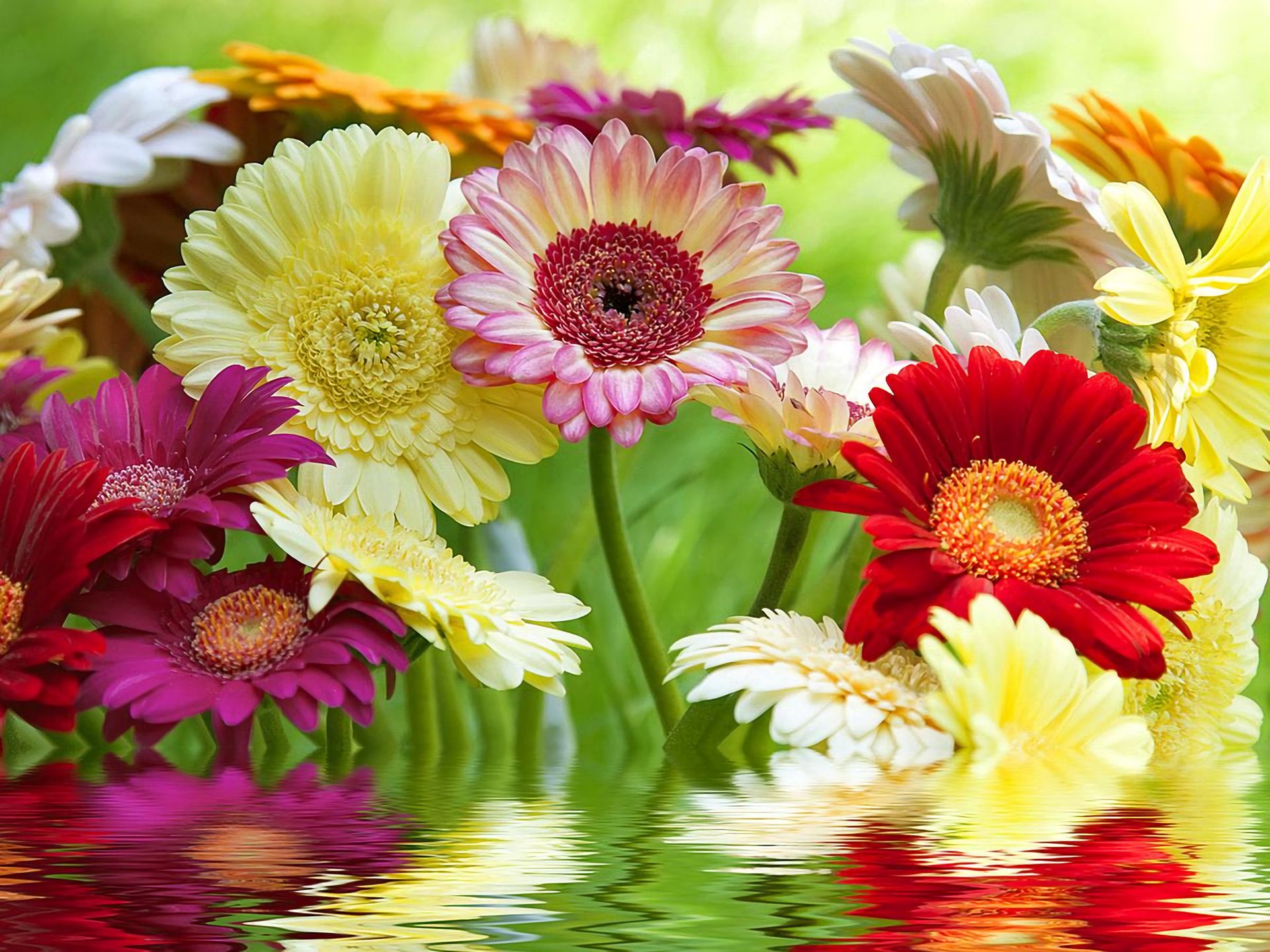 Descarga gratis la imagen Flores, Gerberas, Flor, Flor Amarilla, Flor Purpura, Flor Roja, Tierra/naturaleza, Reflejo en el escritorio de tu PC