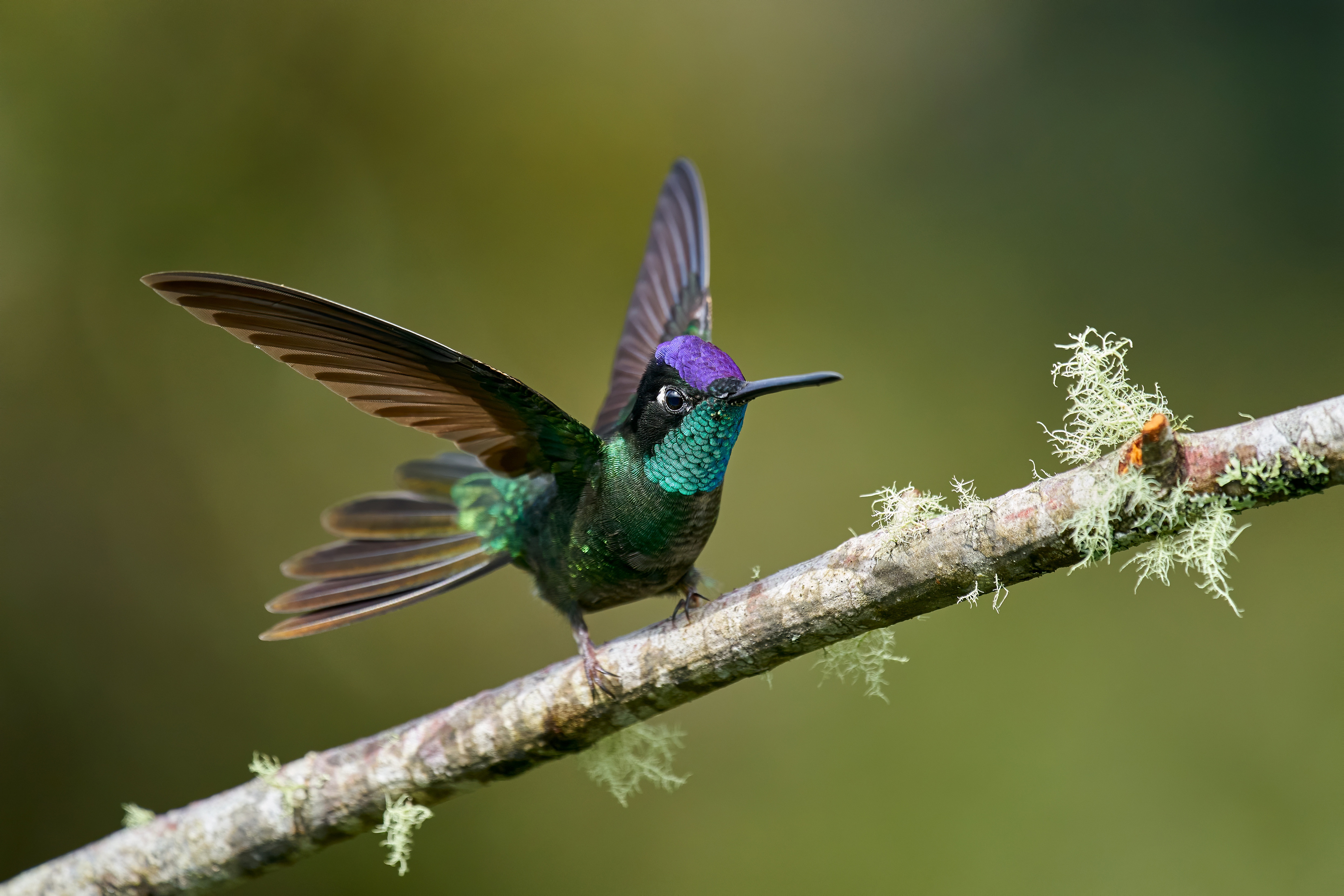 Descarga gratuita de fondo de pantalla para móvil de Animales, Aves, Ave, Colibrí.