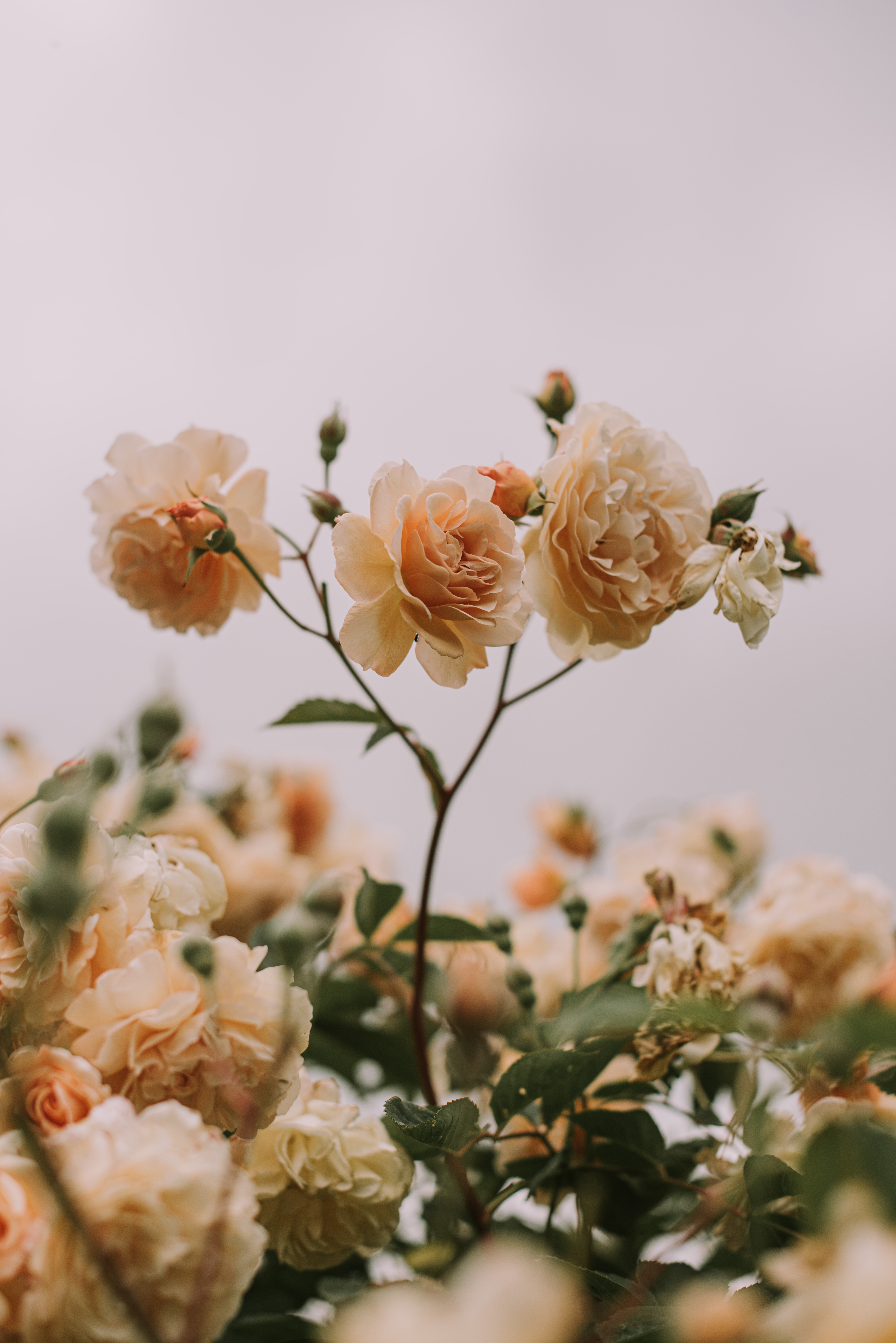 Скачать обои бесплатно Растение, Цветы, Бутоны, Розы, Цветение картинка на рабочий стол ПК