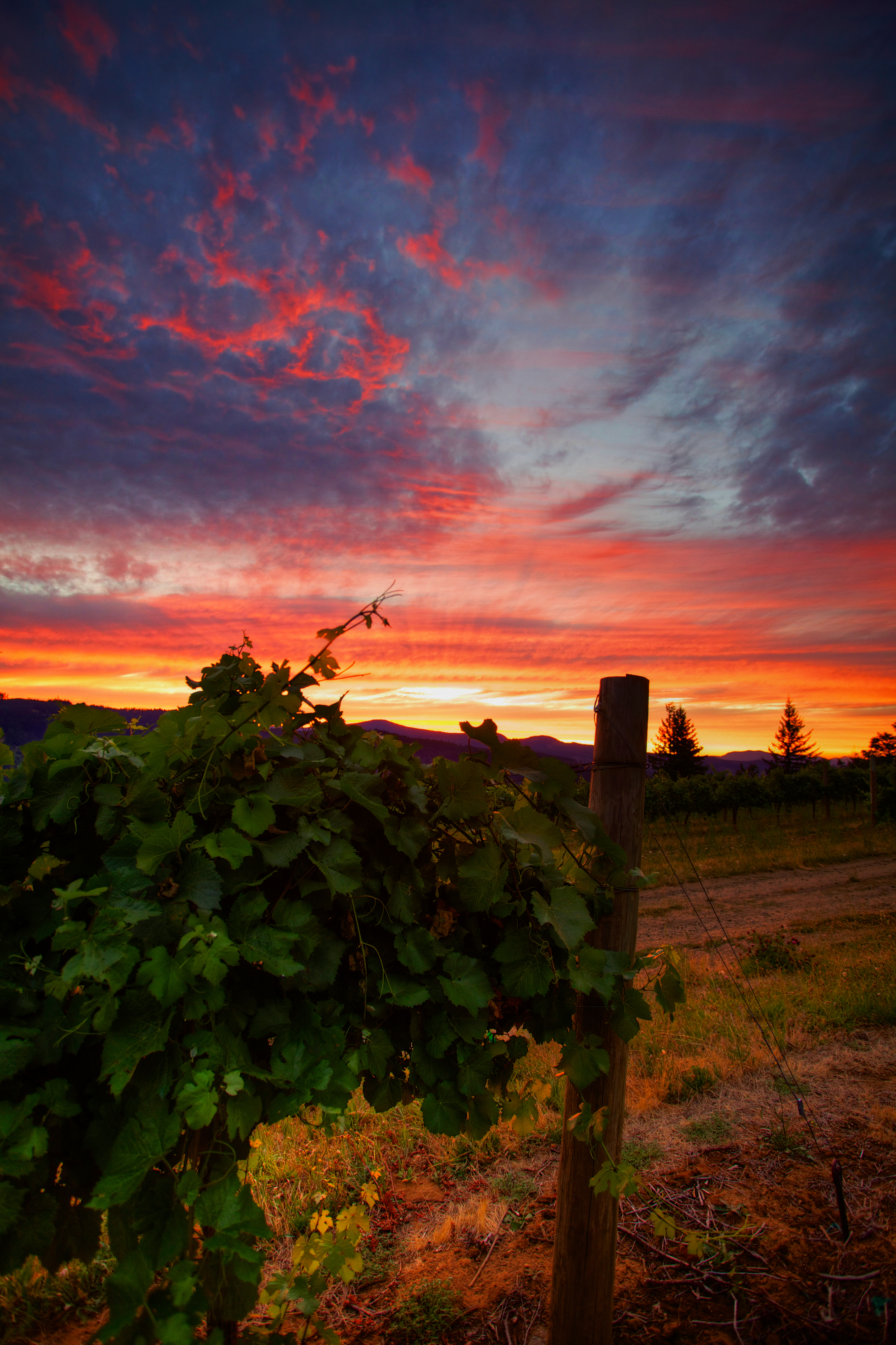 vineyard, nature, sunset, grass 1080p