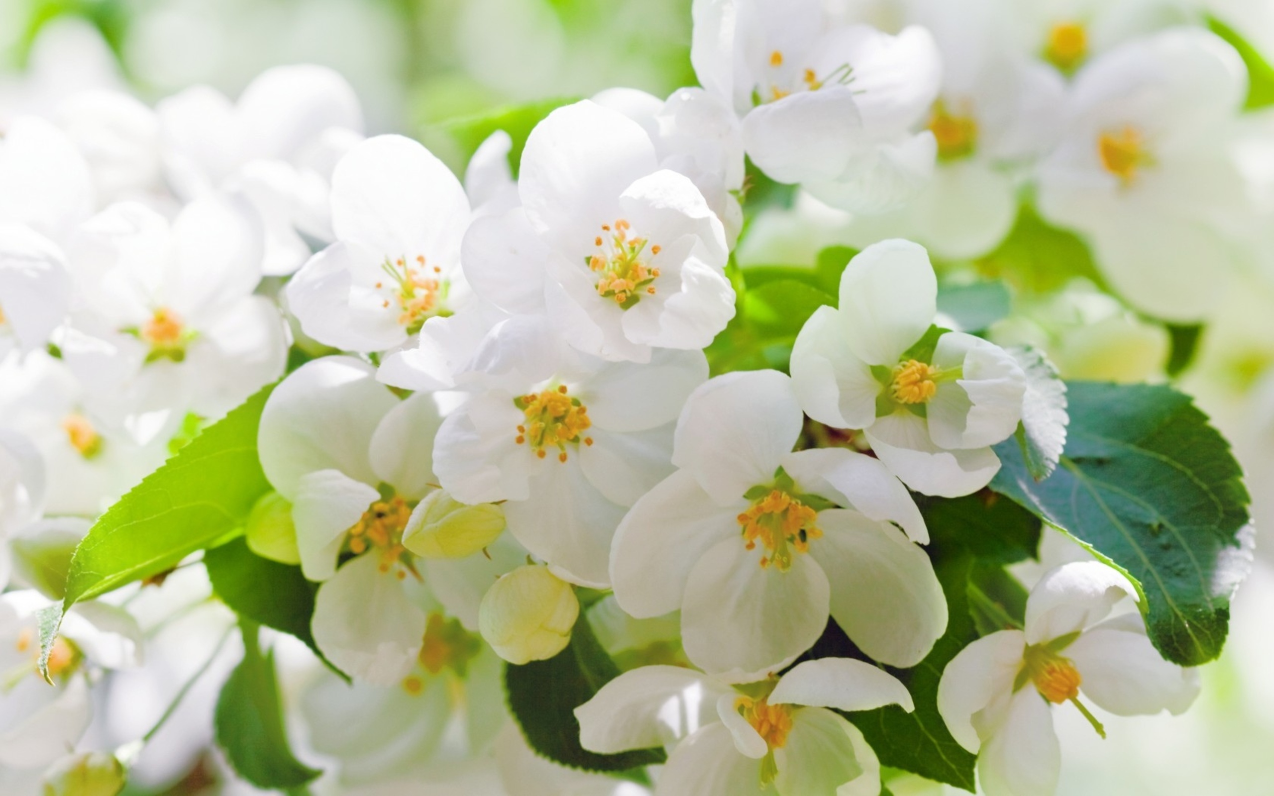 Free download wallpaper Earth, Blossom on your PC desktop